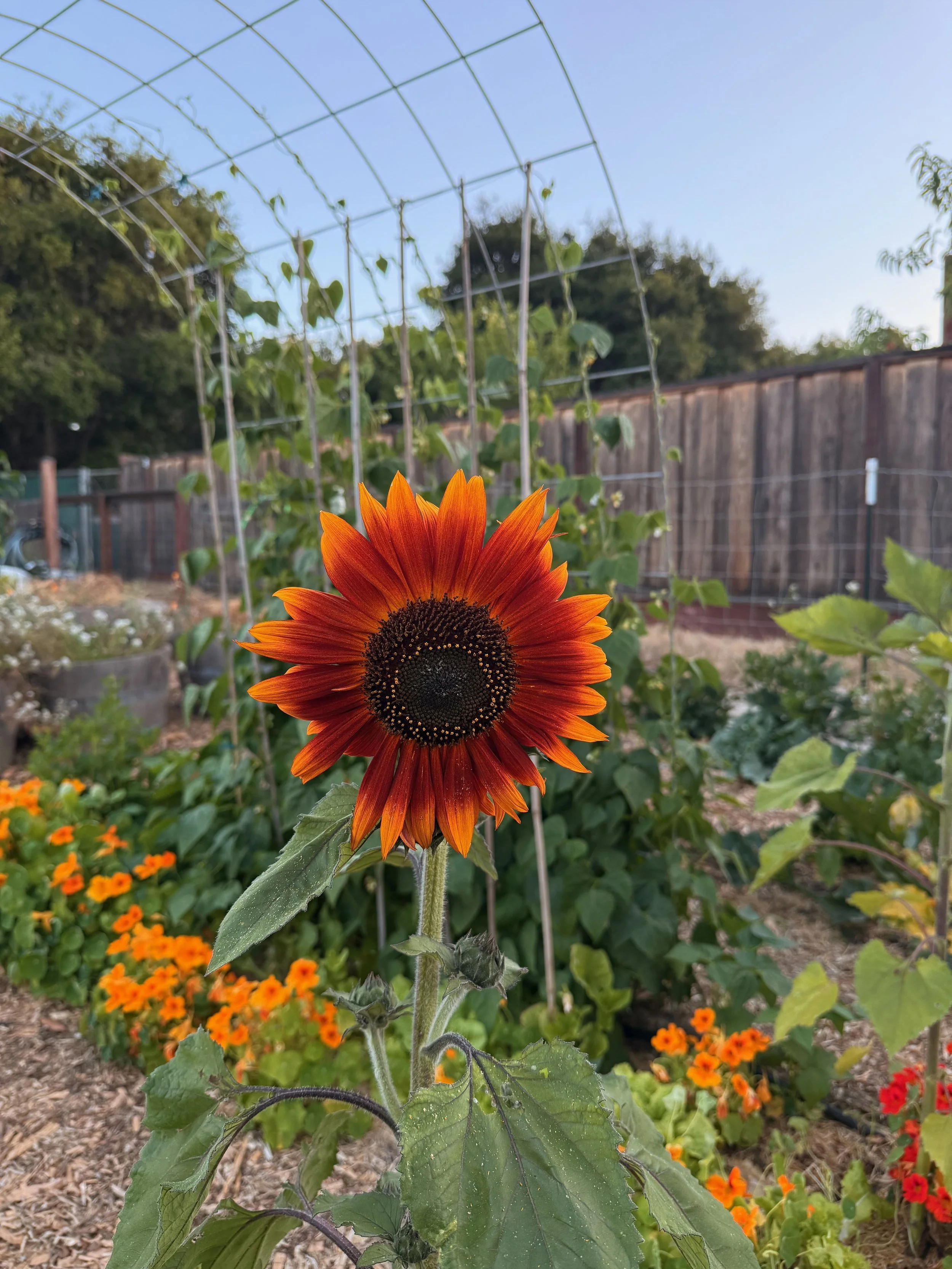 A vibrant orange and red sunflower blooms in a garden with other orange flowers and green foliage, with a wooden fence in the background.
