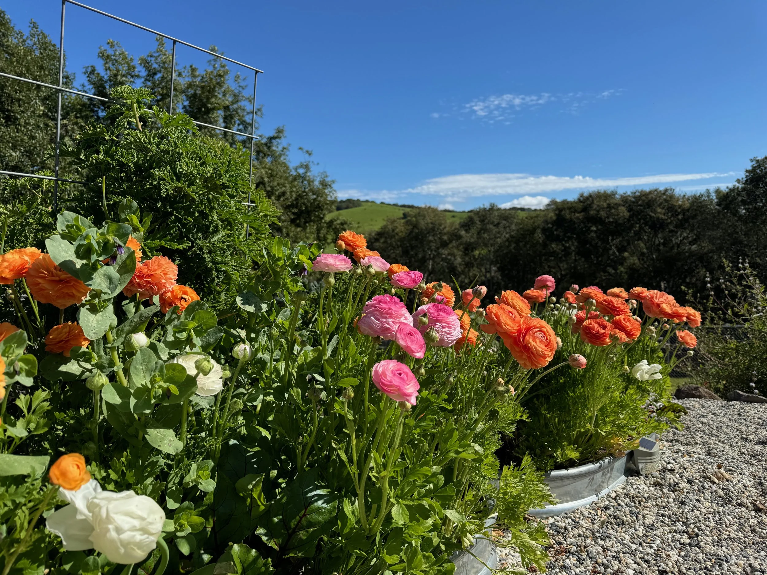 Colorful flowers in white garden containers in a sunny garden with a landscape view of rolling hills, trees, and a partly cloudy blue sky.