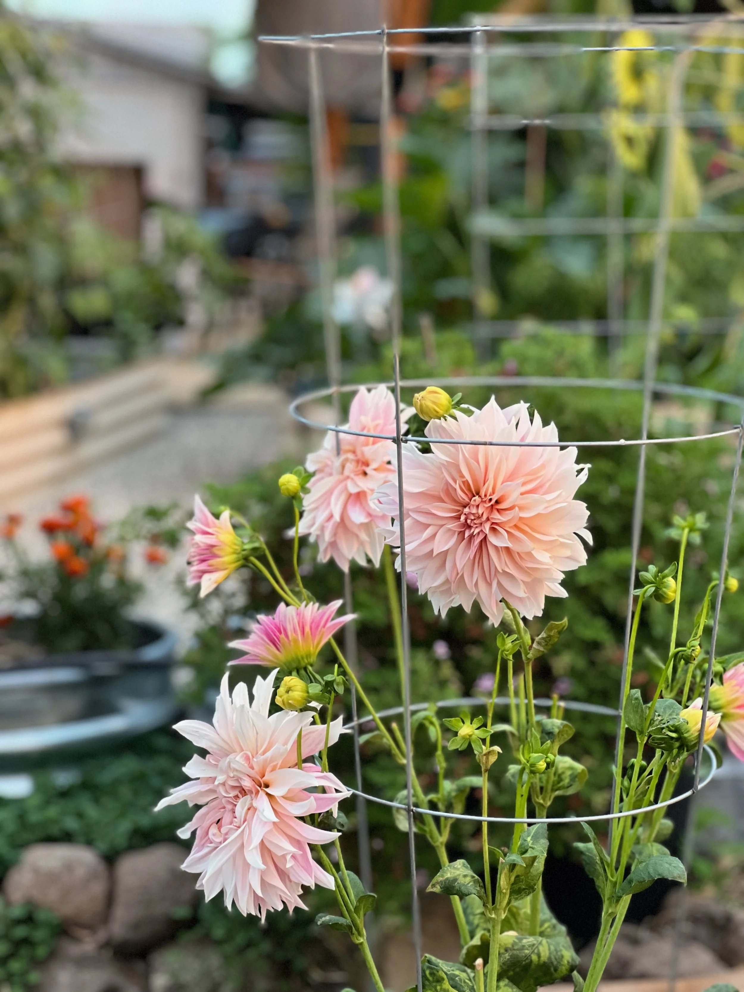 Cafe au Lait dahlias blooming in a garden encased by a metal tomato cage.