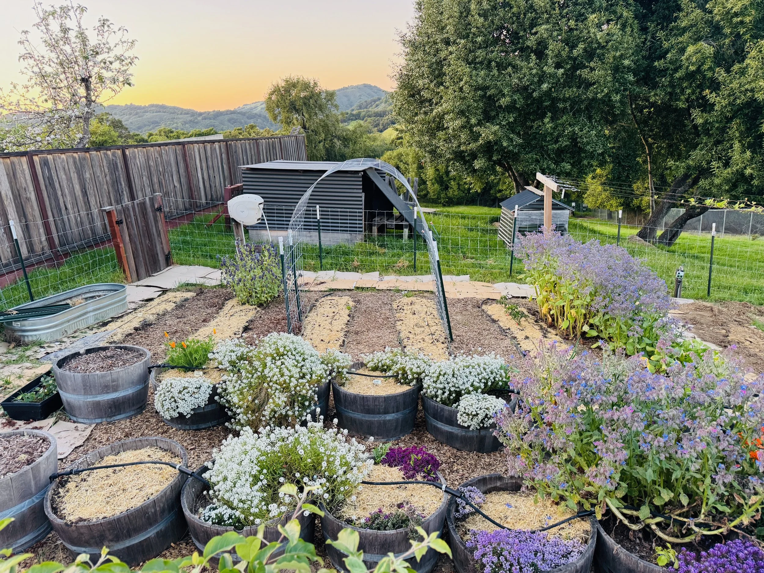 A backyard garden with rows of planting beds, potted flowers, and a rusted metal watering trough, enclosed by a wire fence with trees and hills in the background at sunset.