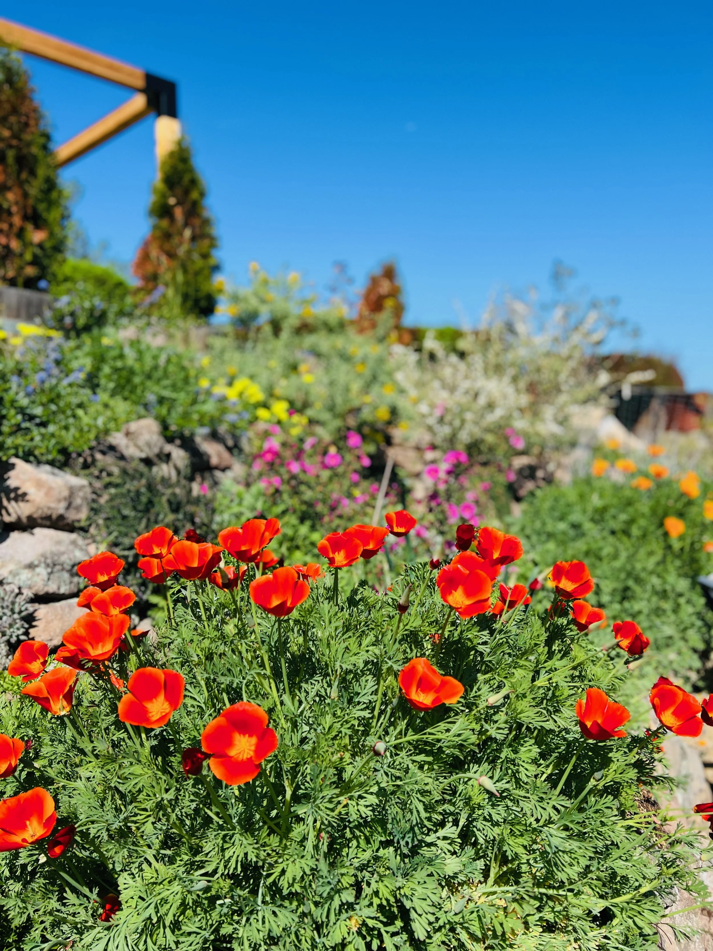 Bright red poppies blooming in a garden with a mix of other colorful flowers and plants, under a clear blue sky.