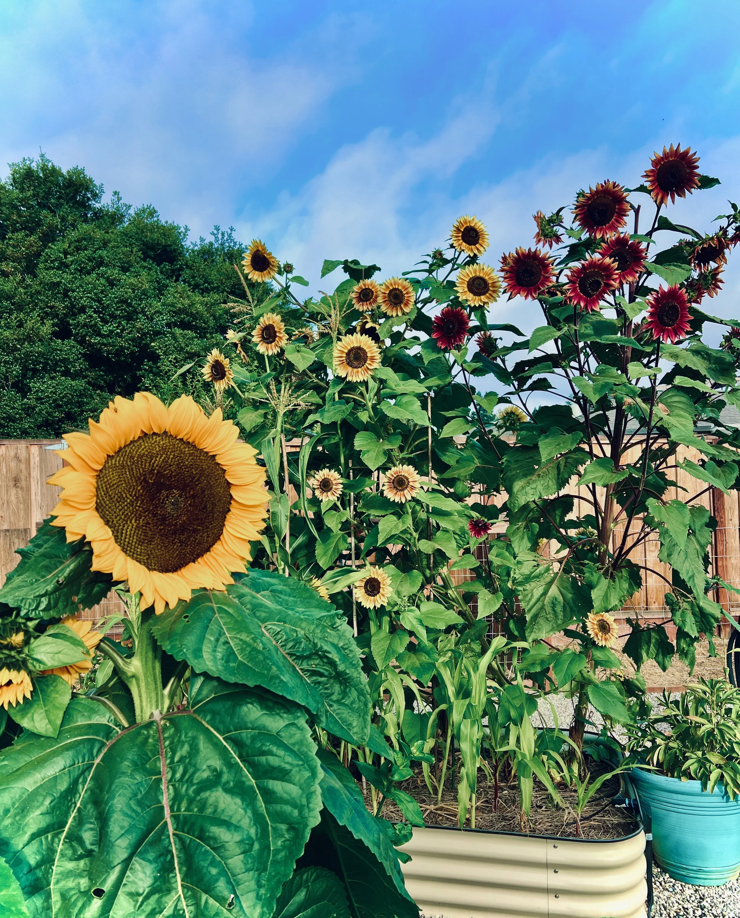 Sunflowers growing in a garden with a wooden fence in the background under a blue sky with some clouds.