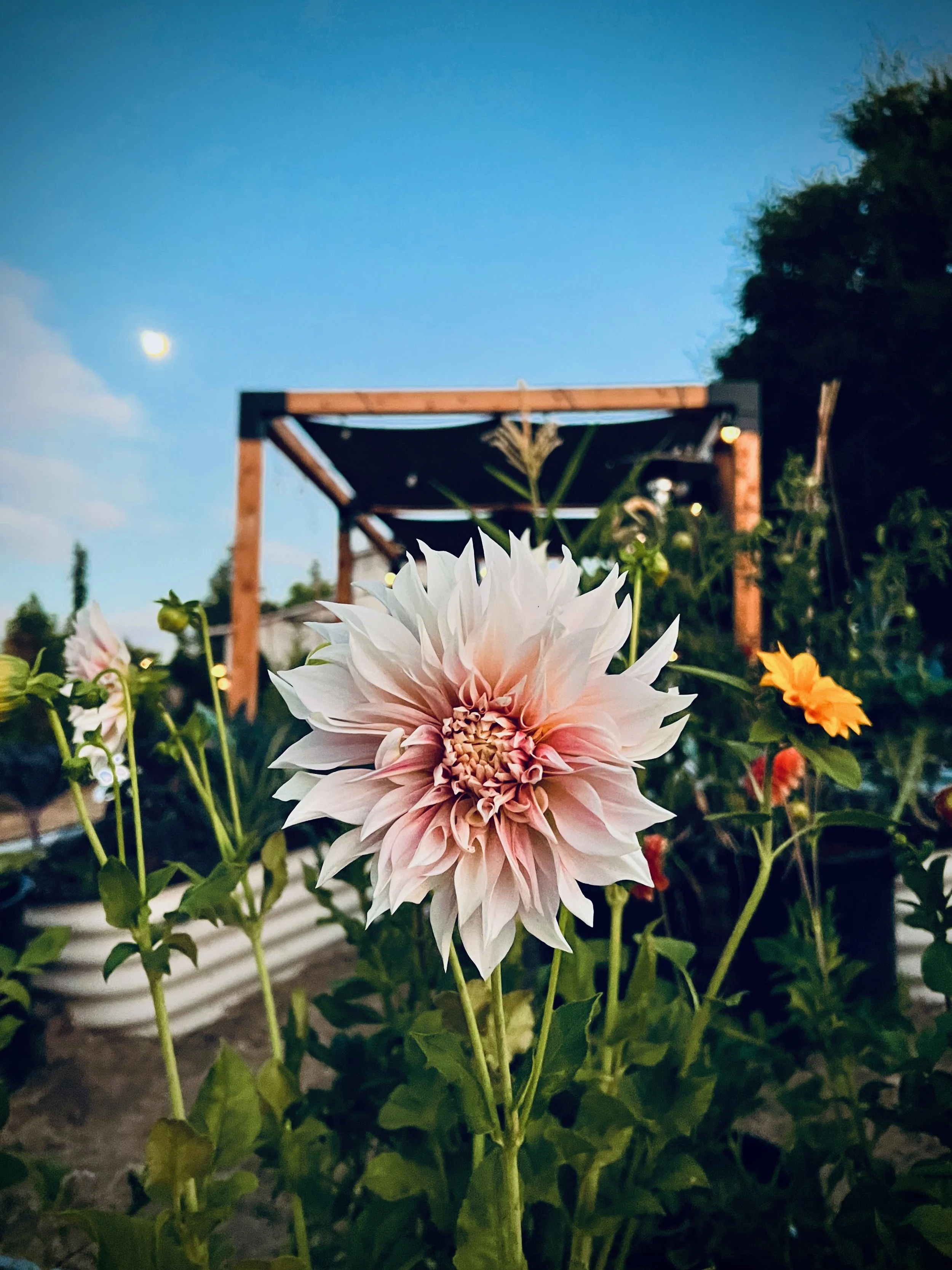 A close-up of a large pink and white dahlia flower in a garden during sunset, with a wooden structure and a clear sky with the moon in the background.