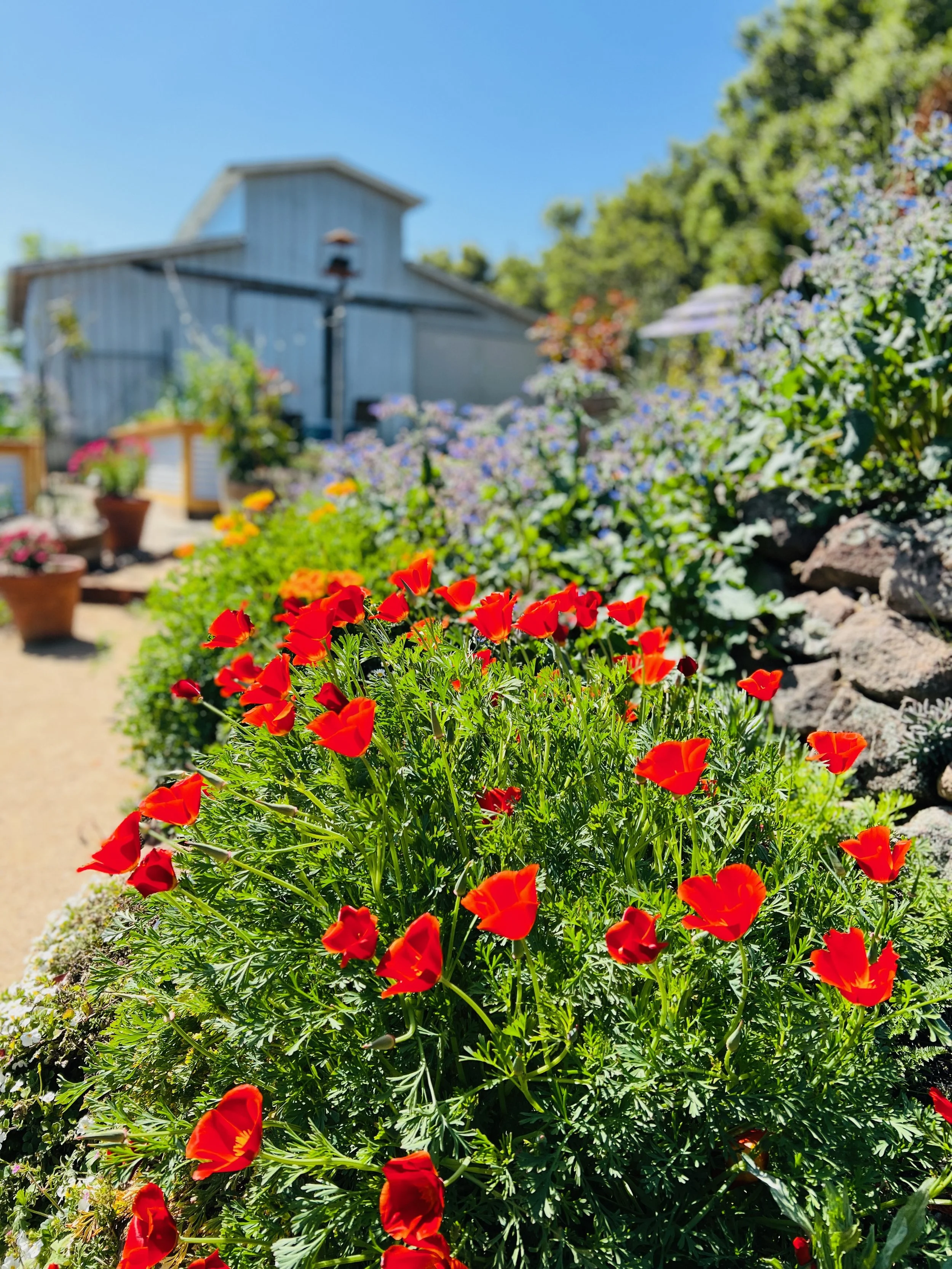 Bright red flowers blooming in a garden with a rustic barn in the background, potted plants along a pathway, and a clear blue sky.