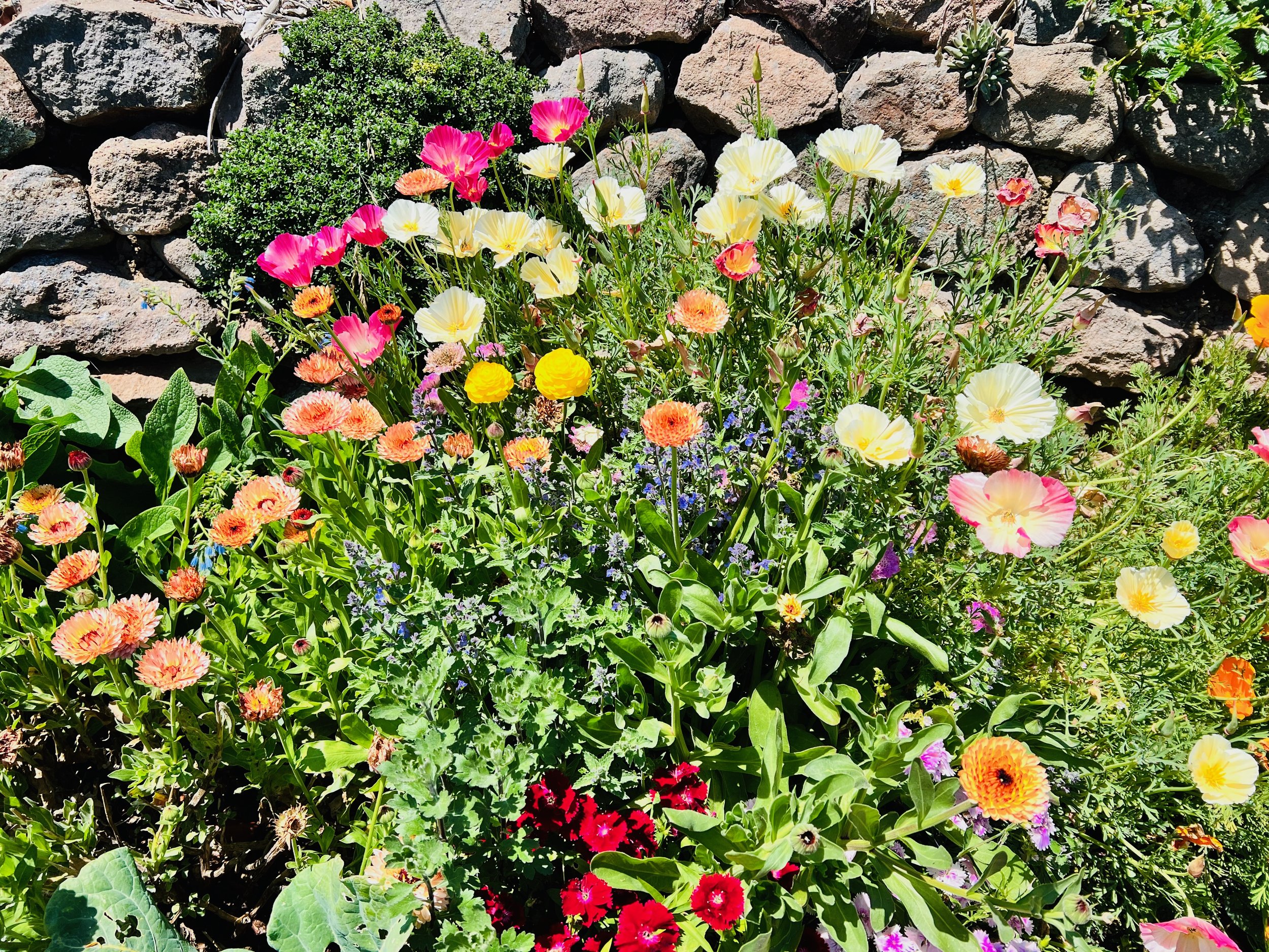 Colorful garden bed with various flowers, including pink, yellow, orange, purple, and white blossoms, in front of a stone wall.