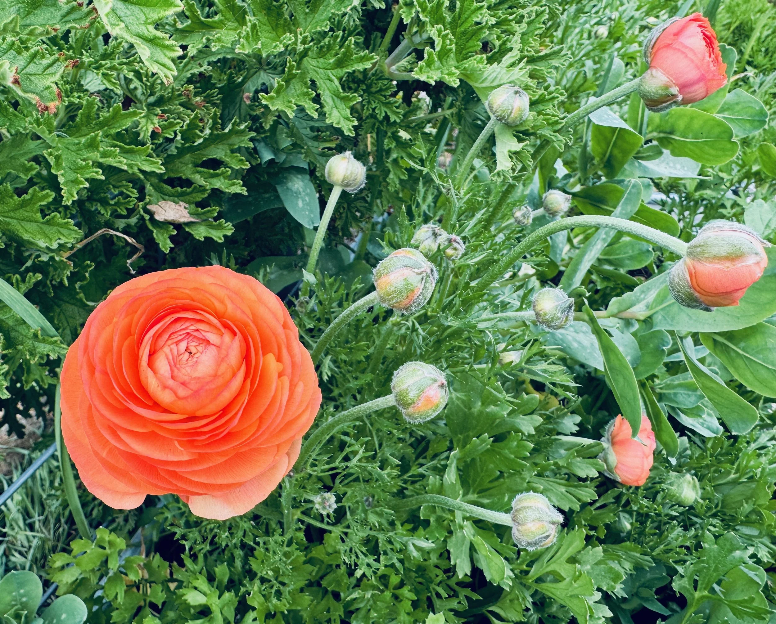 Orange ranunculus flower in full bloom surrounded by green leaves and unopened flower buds.