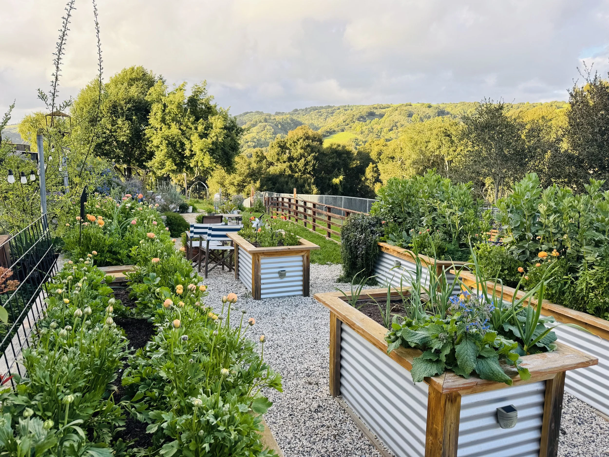 A lush garden with flowering plants and vegetables in raised garden beds made of metal and wood, set against a backdrop of green hills and trees under a cloudy sky.