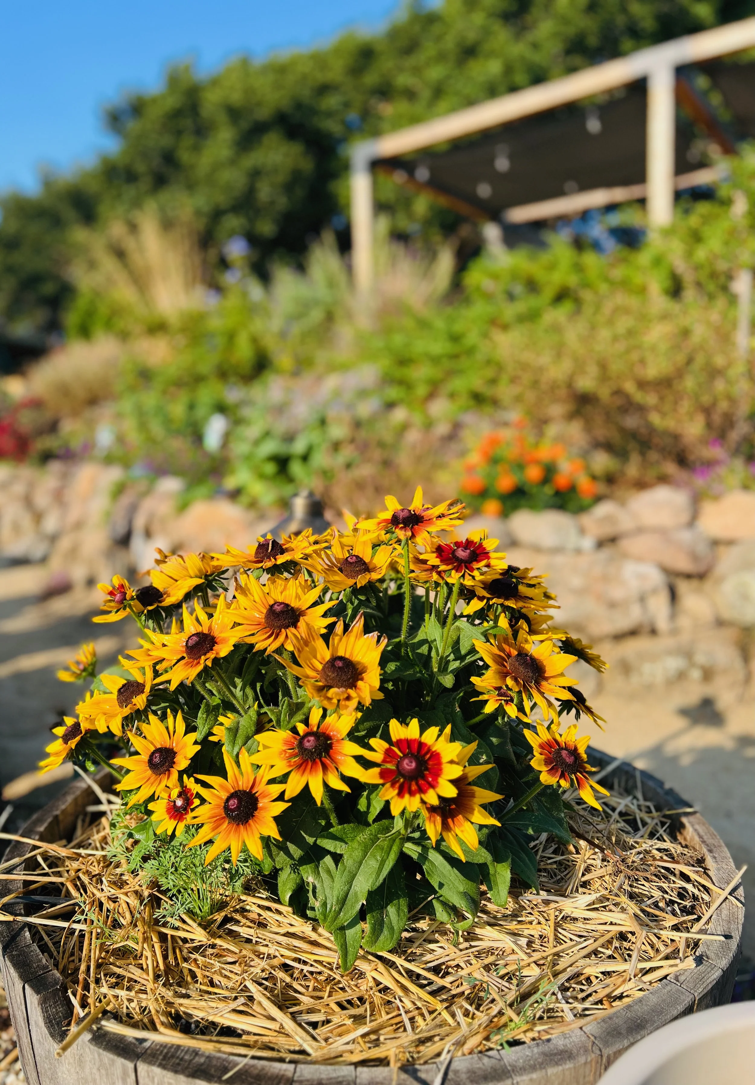 A pot of yellow and red flowers, likely sunflowers or black-eyed Susans, in a garden with a stone wall and greenery in the background.