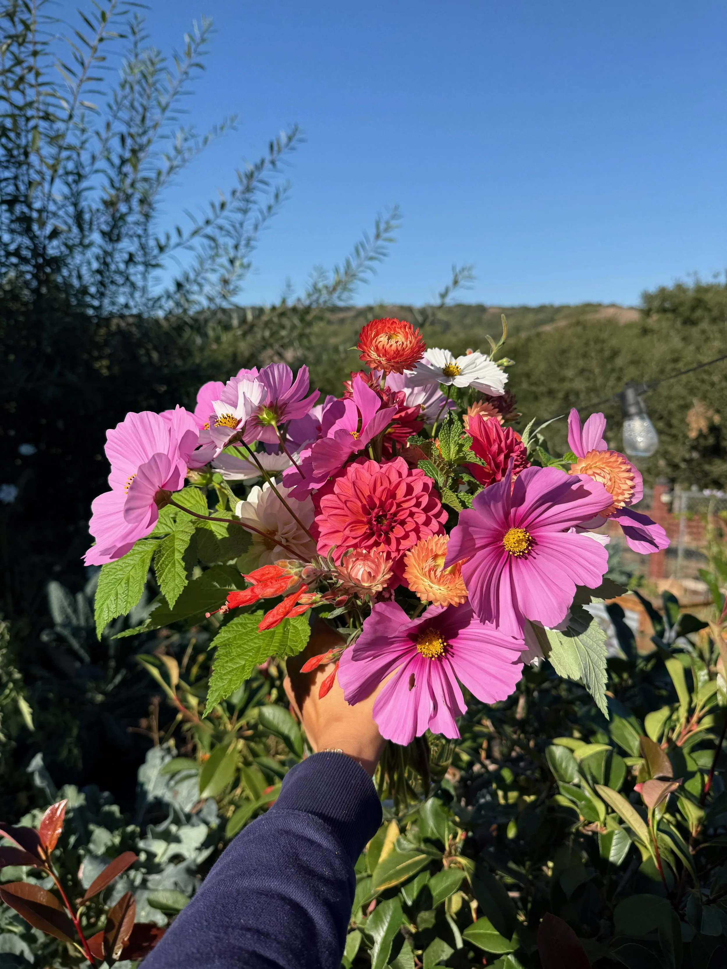 A person's hand holding a colorful bouquet of pink, red, white, and orange flowers outdoors on a sunny day with a clear blue sky in the background.