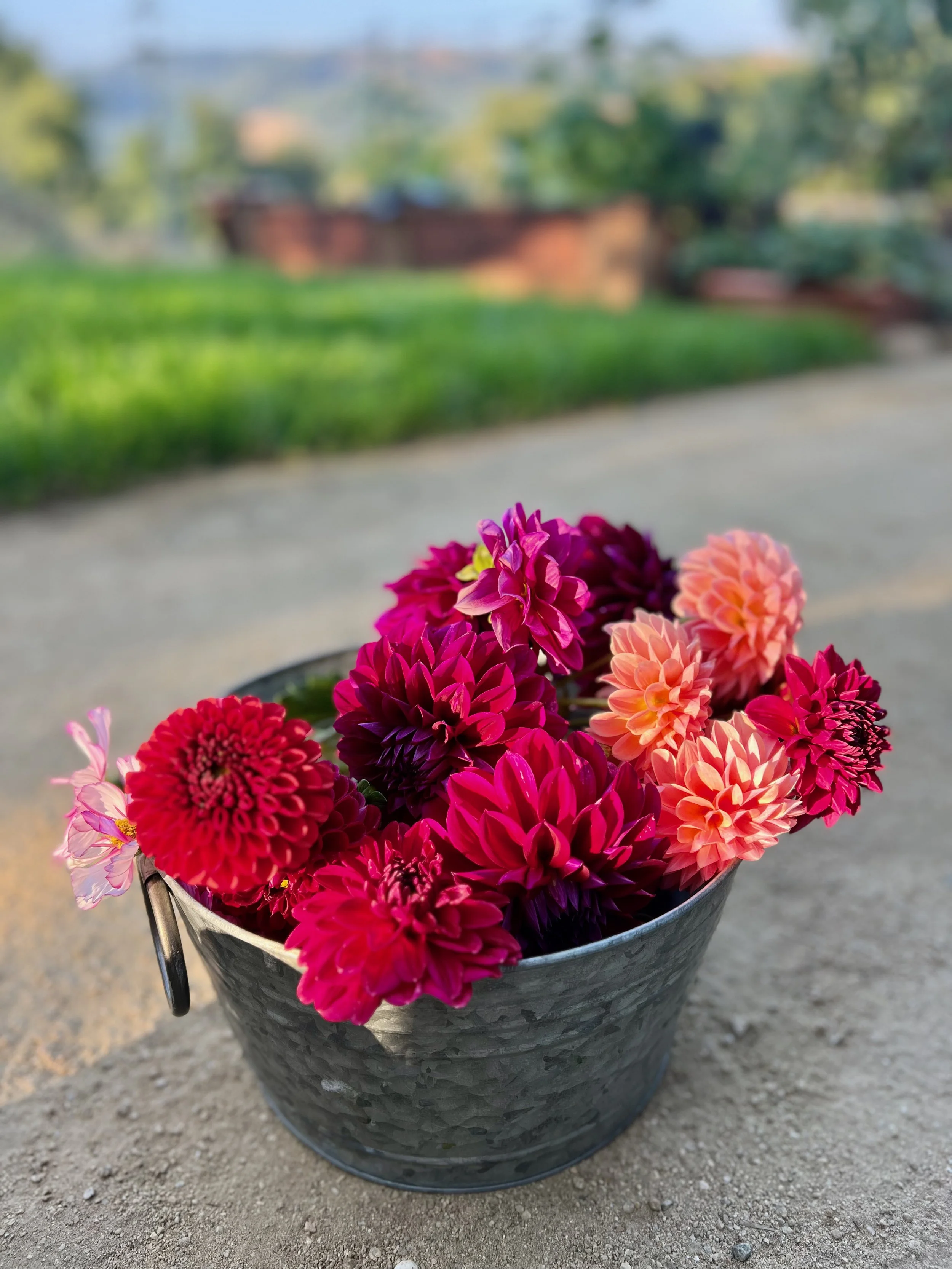 A tin bucket filled with colorful dahlias and a small pink flower, placed outdoors on a concrete surface, with a blurred green and distant background.