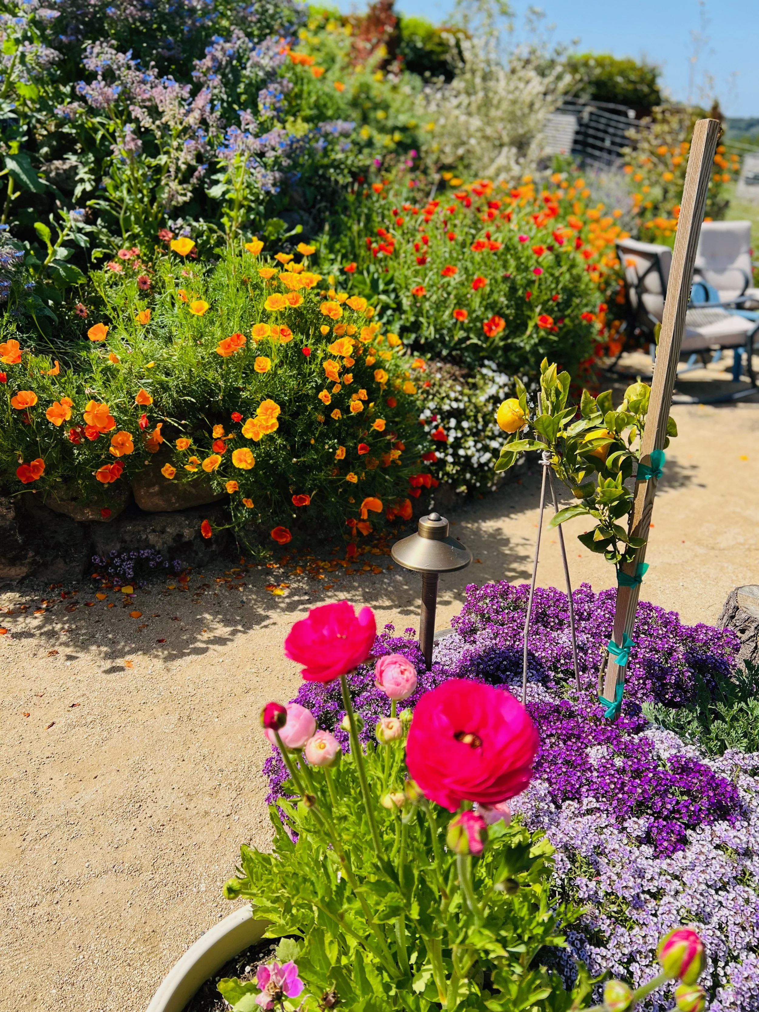 A vibrant garden with a variety of blooming flowers including pink, purple, orange, yellow, and white flowers, arranged along a pathway with some outdoor seating in the background.