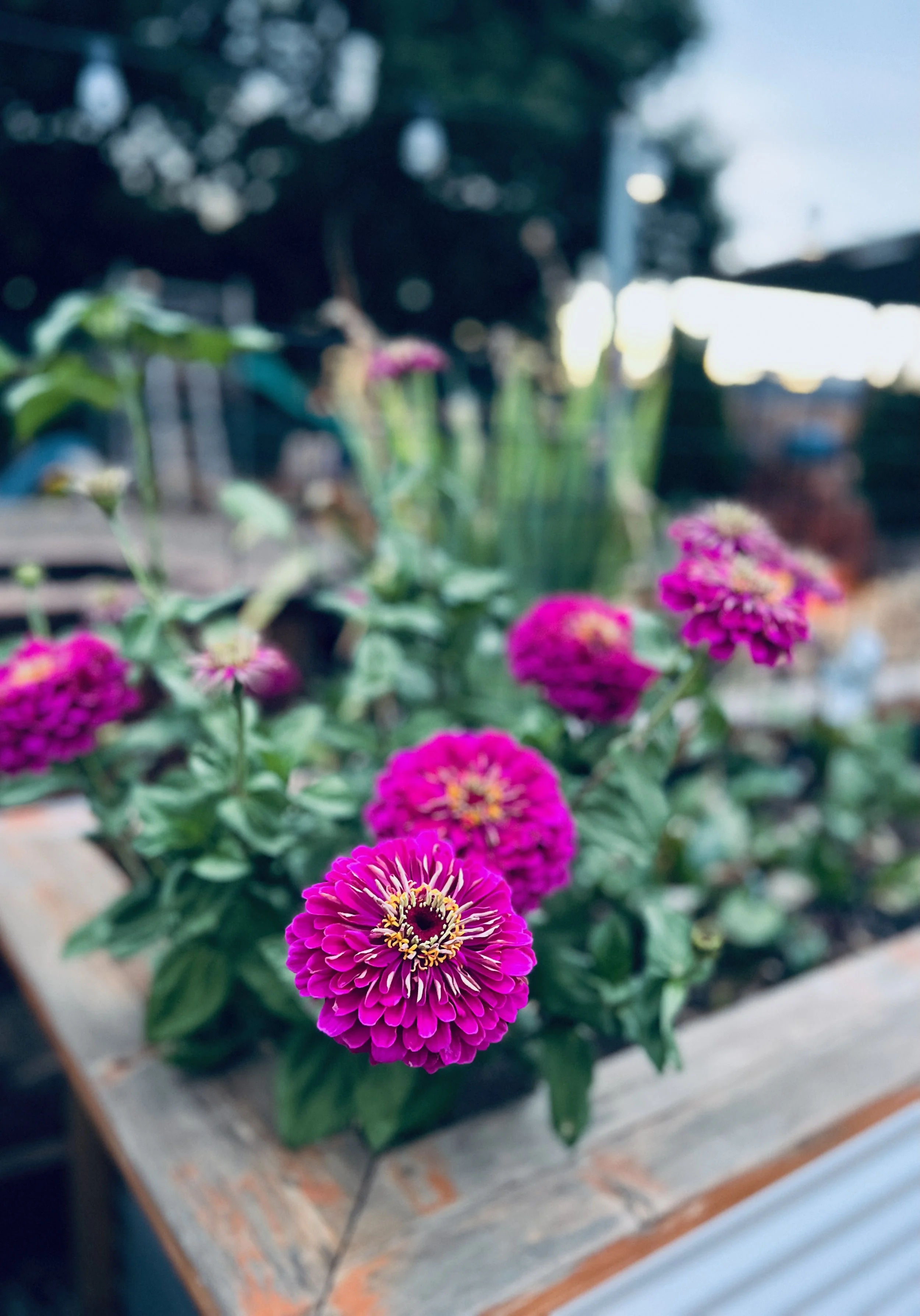 Close-up of vibrant pink flowers with yellow and dark purple centers, in a rustic wooden planter, with blurred greenery and outdoor background.