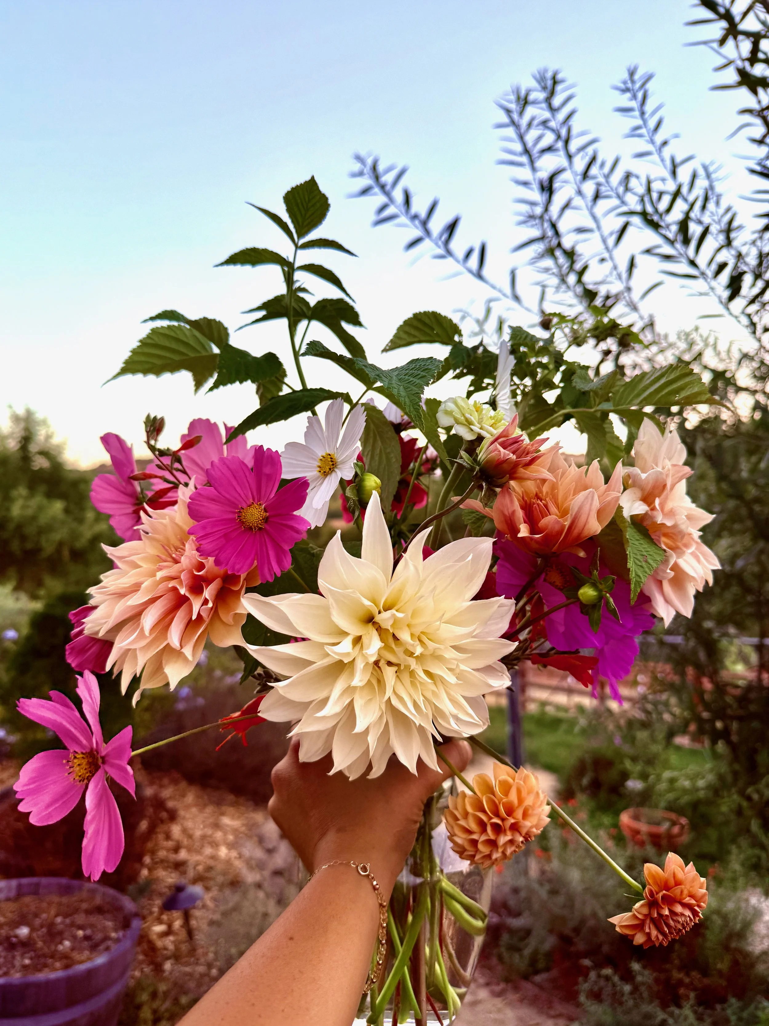 A hand holding a colorful bouquet of flowers, including dahlias and cosmos, with a garden background and clear sky.