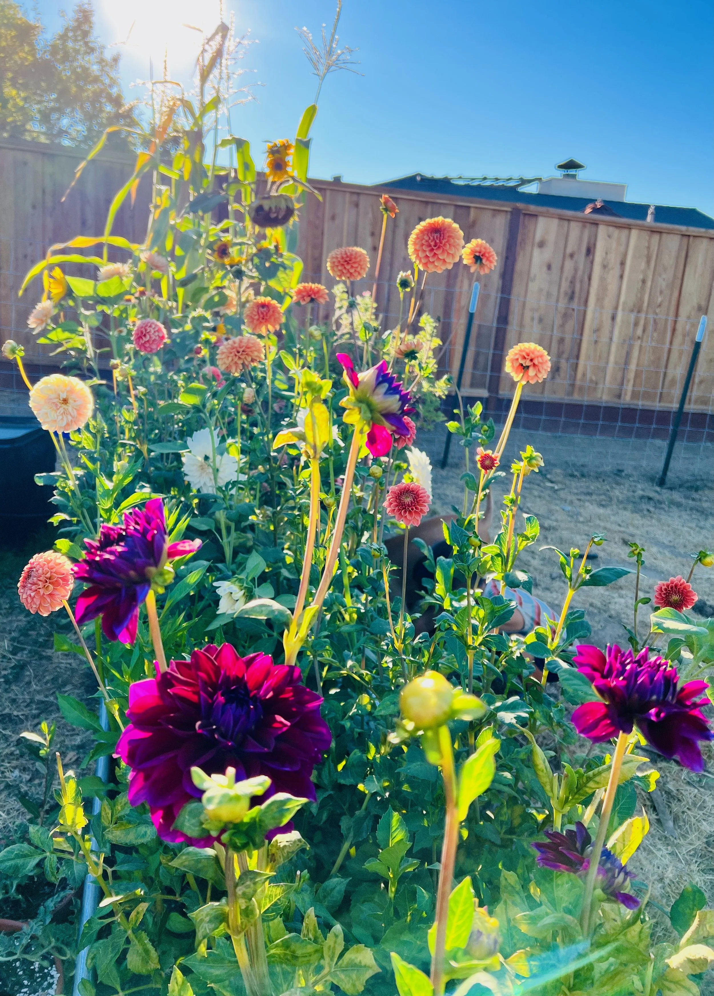 Colorful garden with blooming dahlias in a sunny backyard, wooden fence in background.