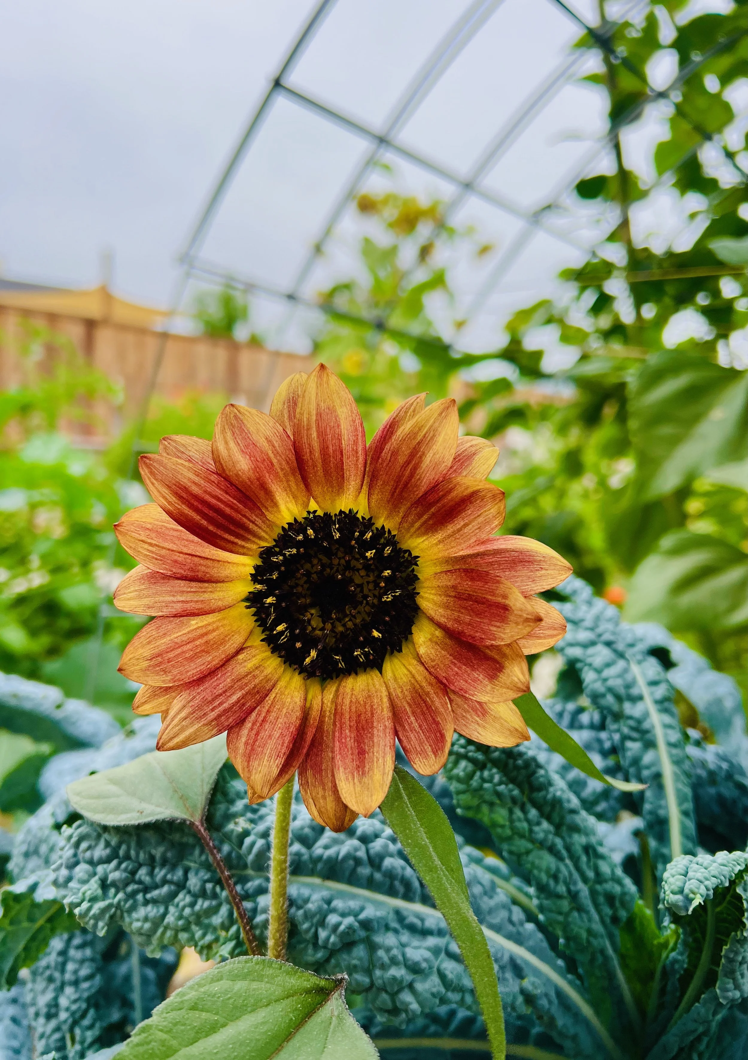 Close-up of a sunflower with orange petals and a black center in a greenhouse with green foliage and a wooden fence in the background.