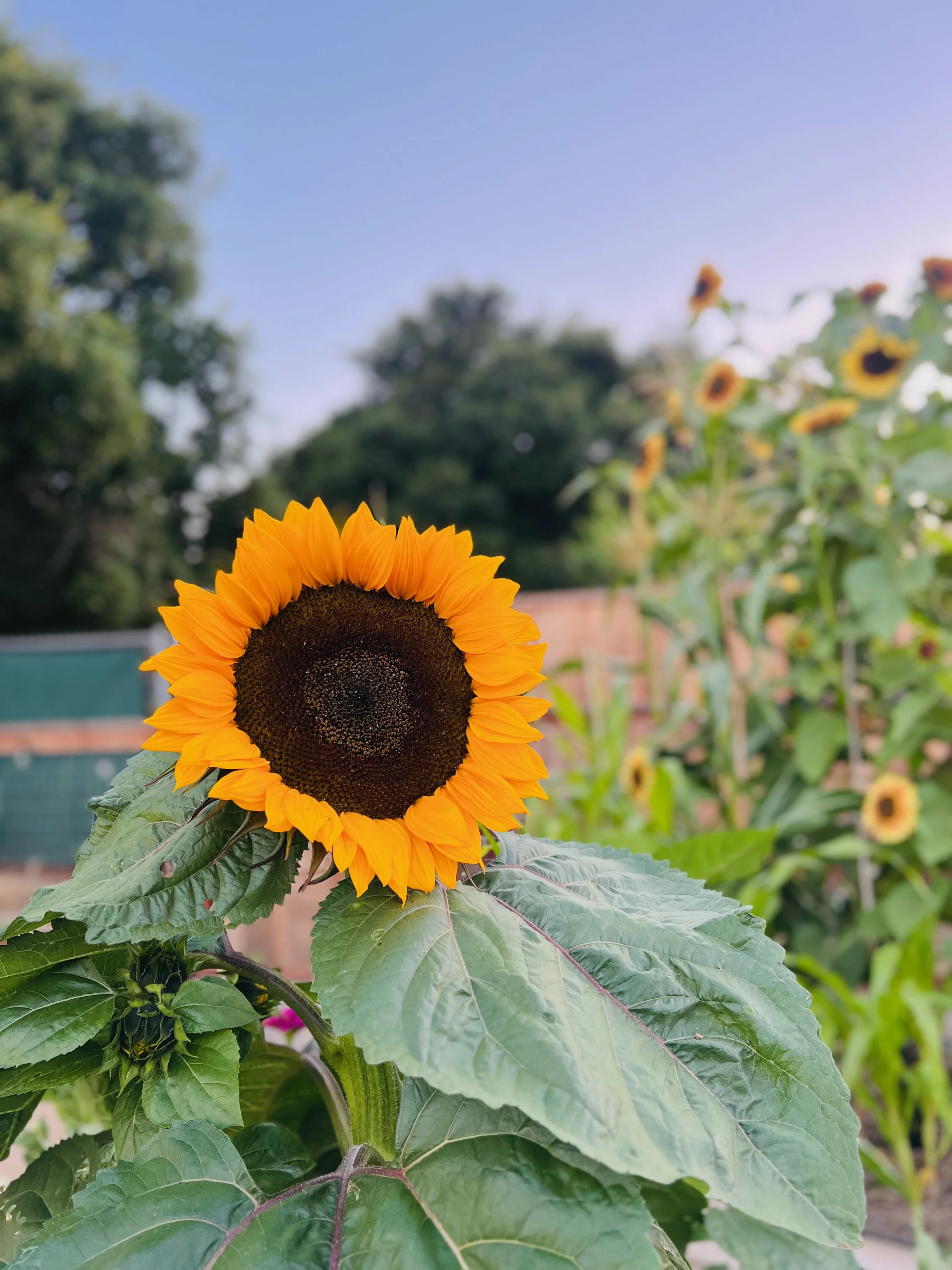 A bright yellow sunflower with dark brown center in a garden, with other sunflowers and trees in the background under a clear blue sky.