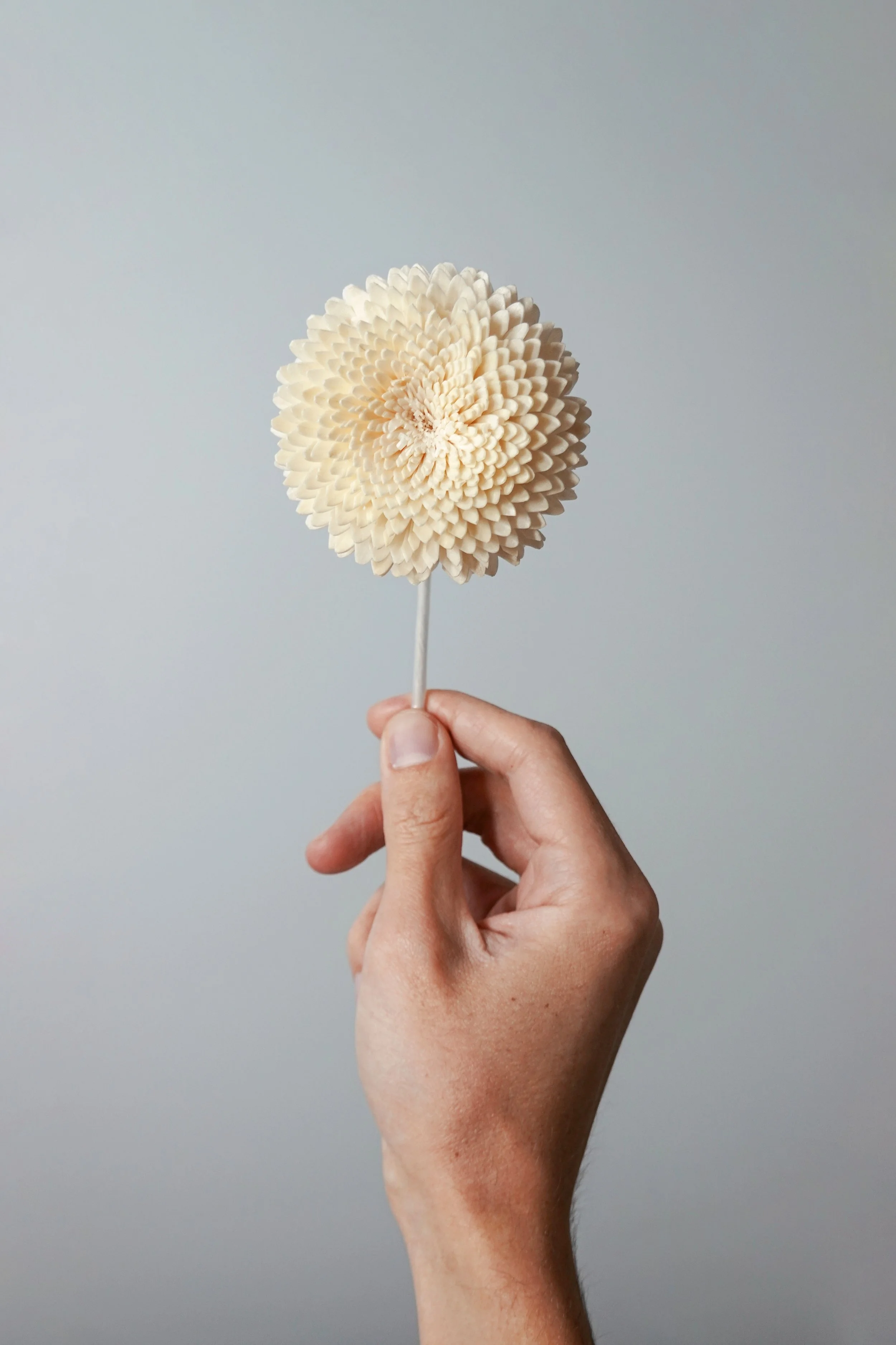 A hand holding a stick with a cream-colored, textured, flower-shaped object resembling a pine cone.