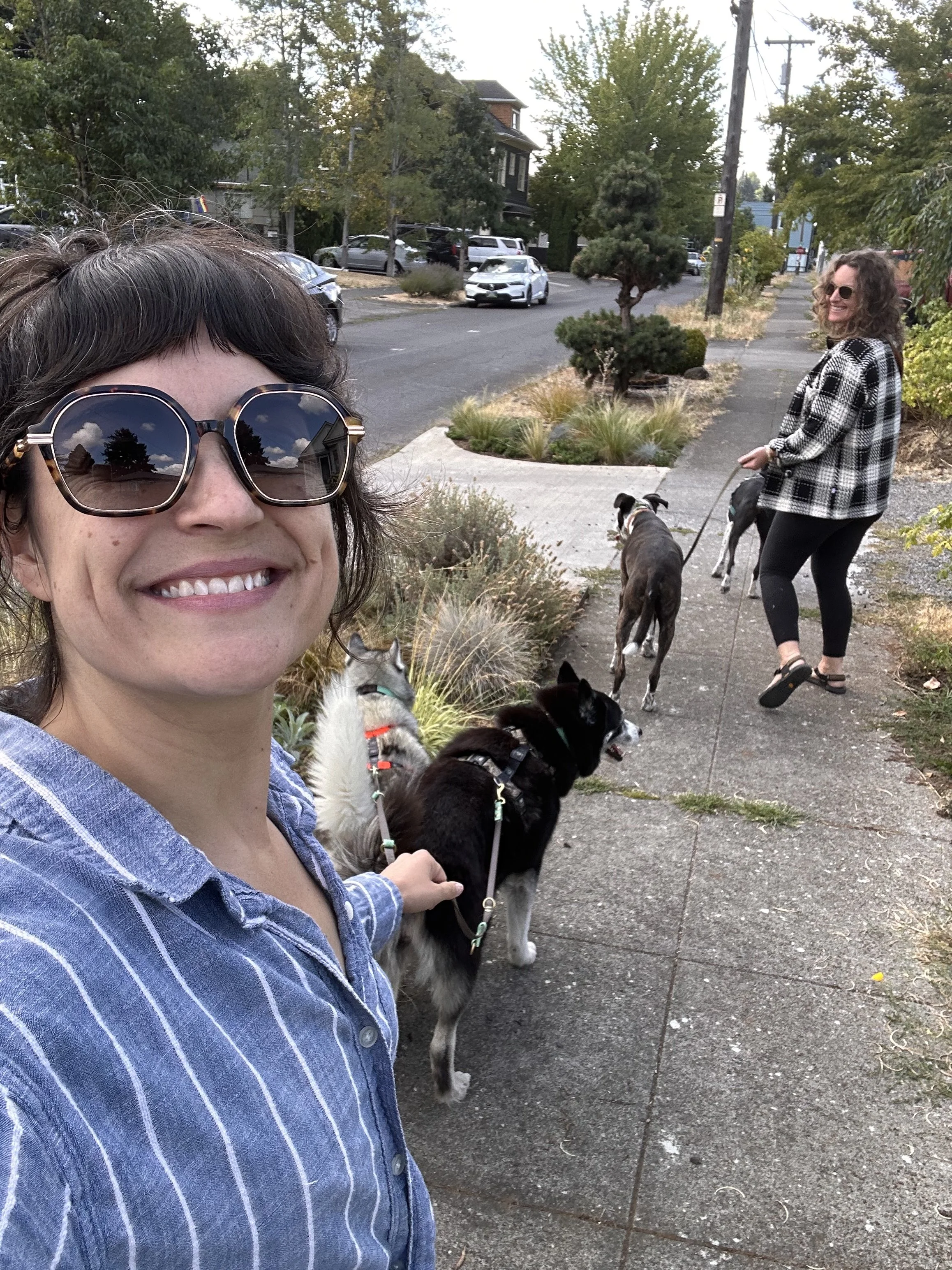 Four dog walks in the neighborhood
