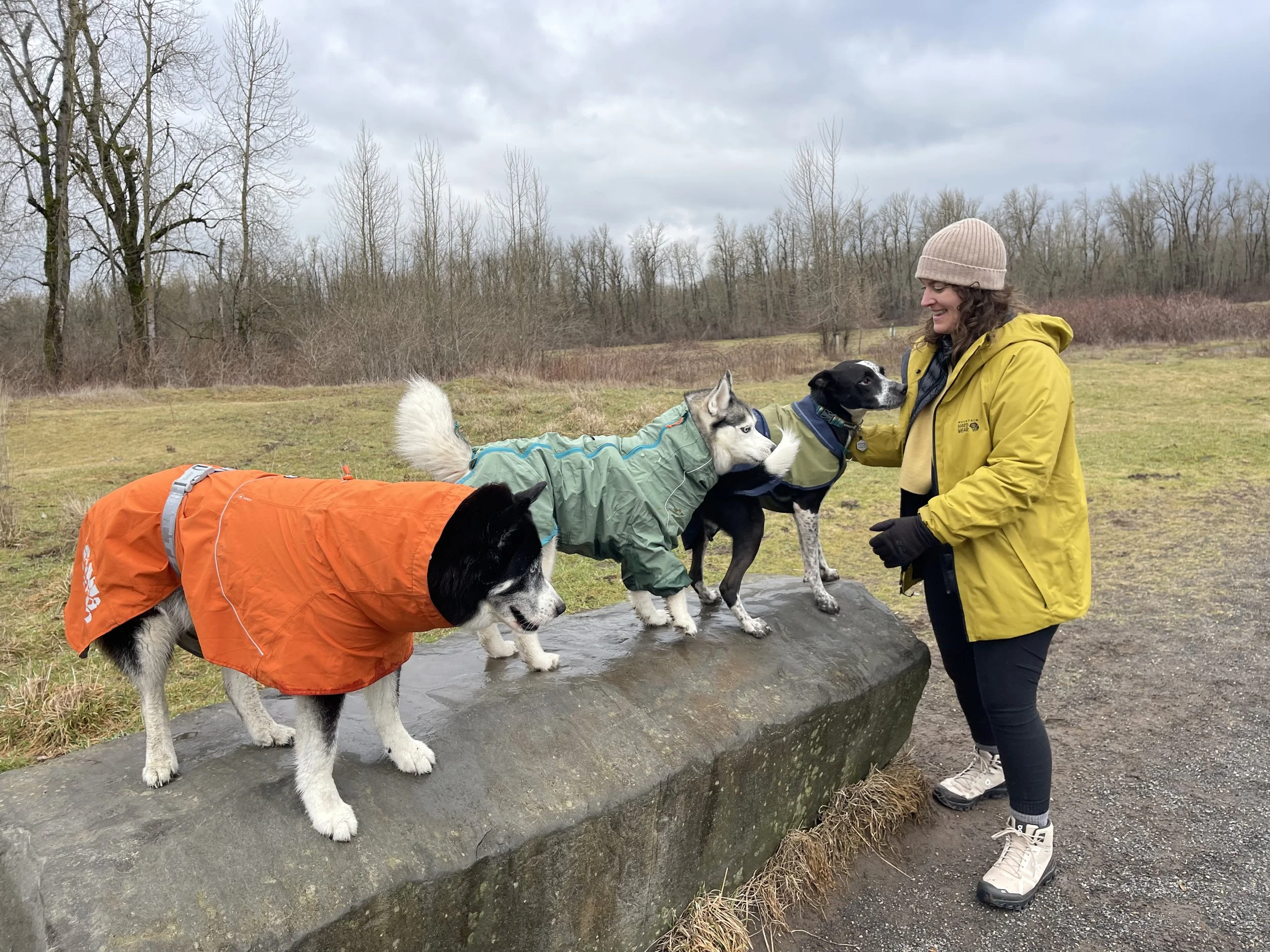 Dogs. So many of them. 