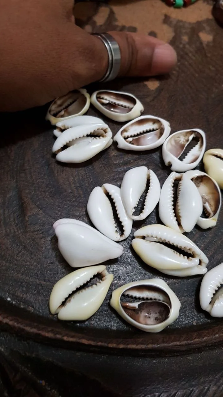 Collection of white seashells on a dark wooden surface with a person's hand and finger next to them.