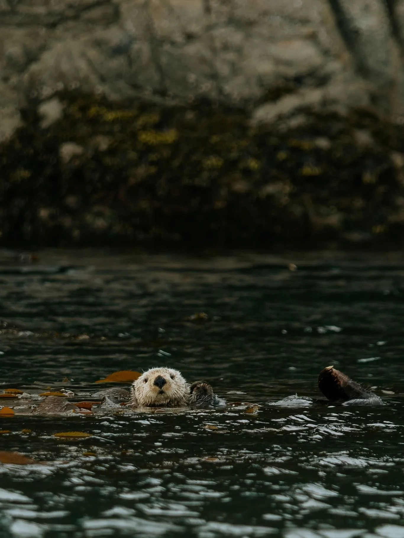 some cuteness from North Vancouver Island for your day. 🦦