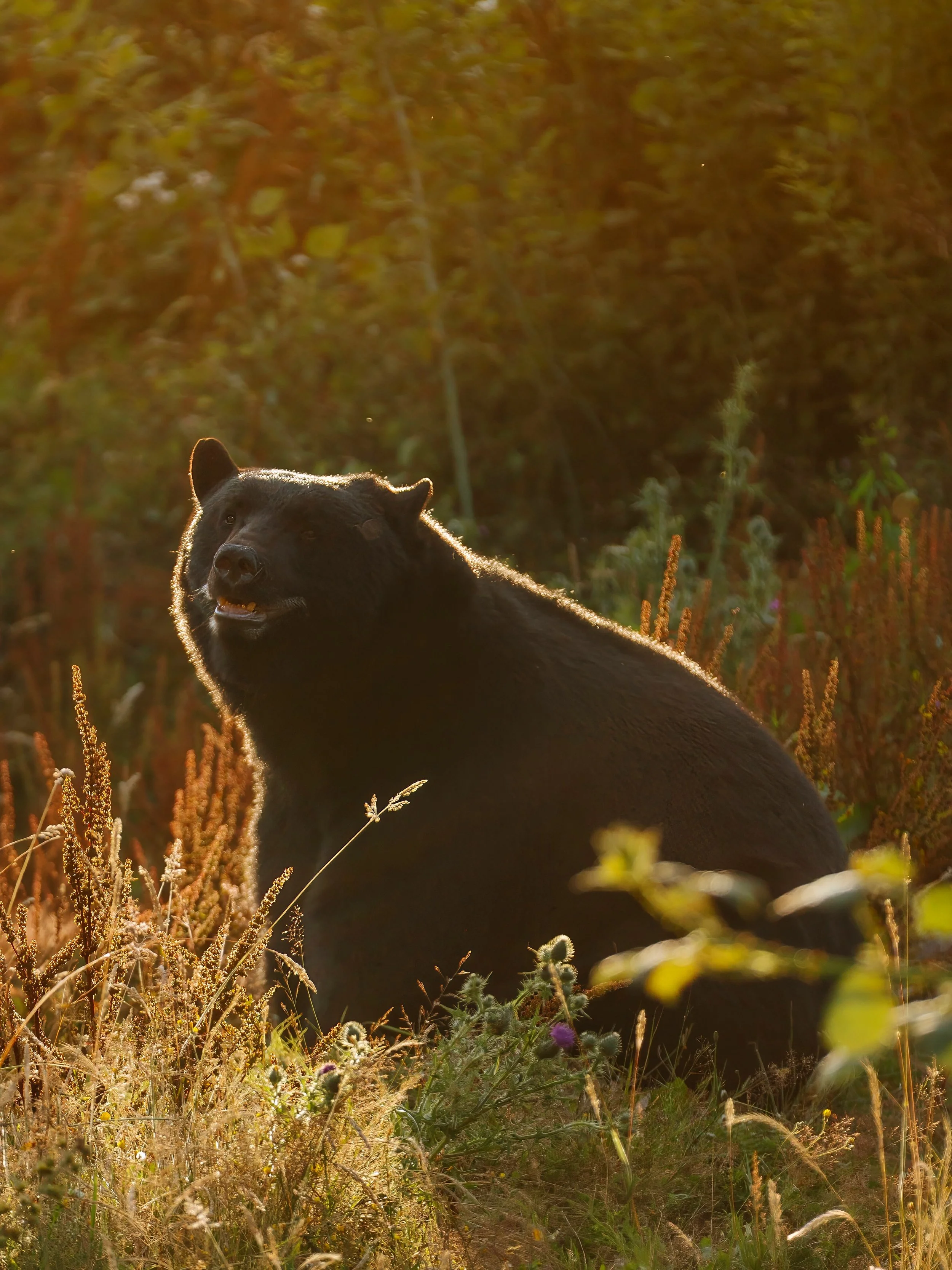 Posing around for the camera. This bear knows its best angles.