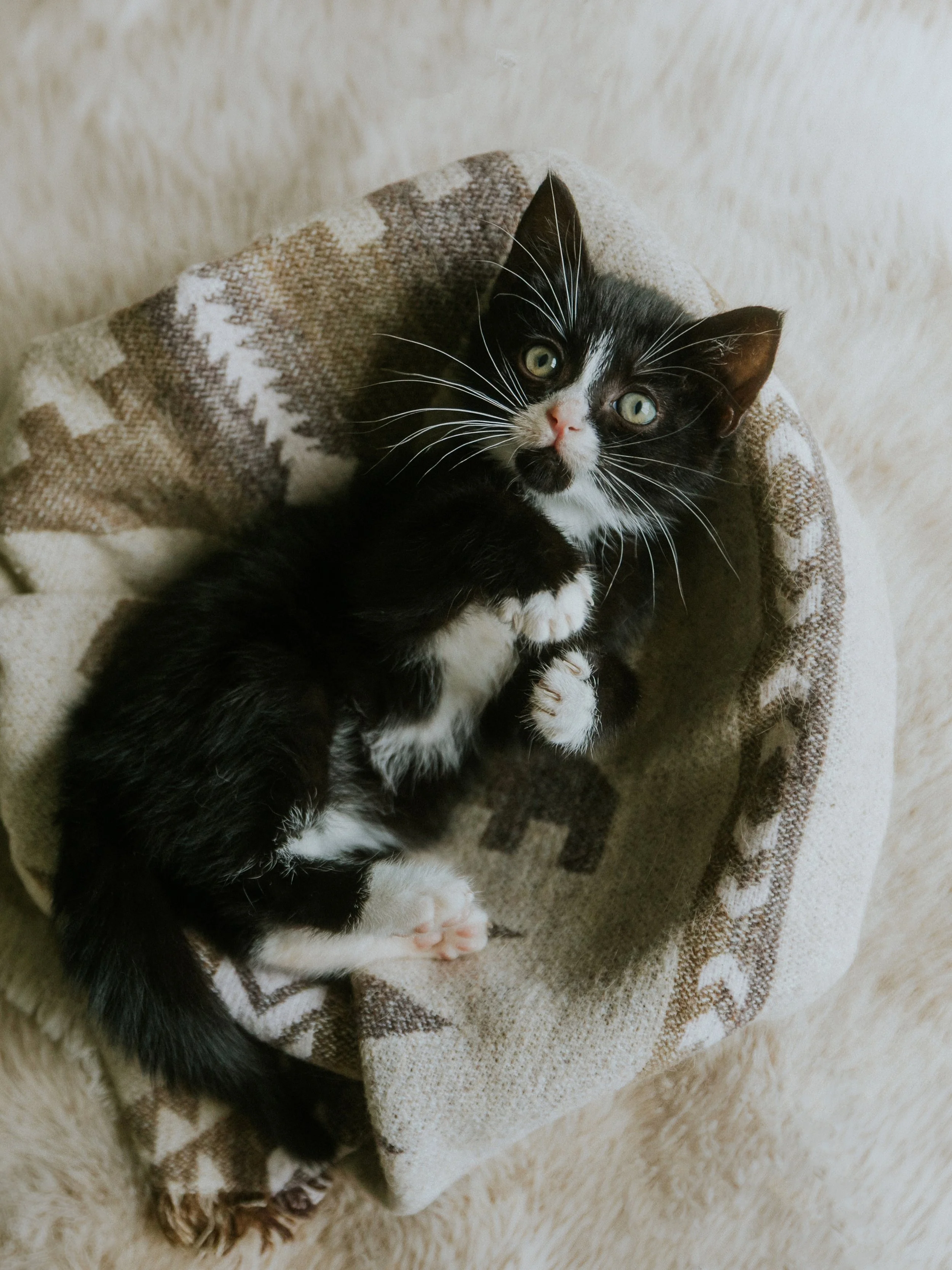 Introducing Archie&rsquo;s new little brother 🐈&zwj;⬛

My dear friend @kelpingitreal had been fostering this litter of kittens and I went to meet them with absolutely no intention of bringing one home.

He was the tiniest but bravest of the bunch an