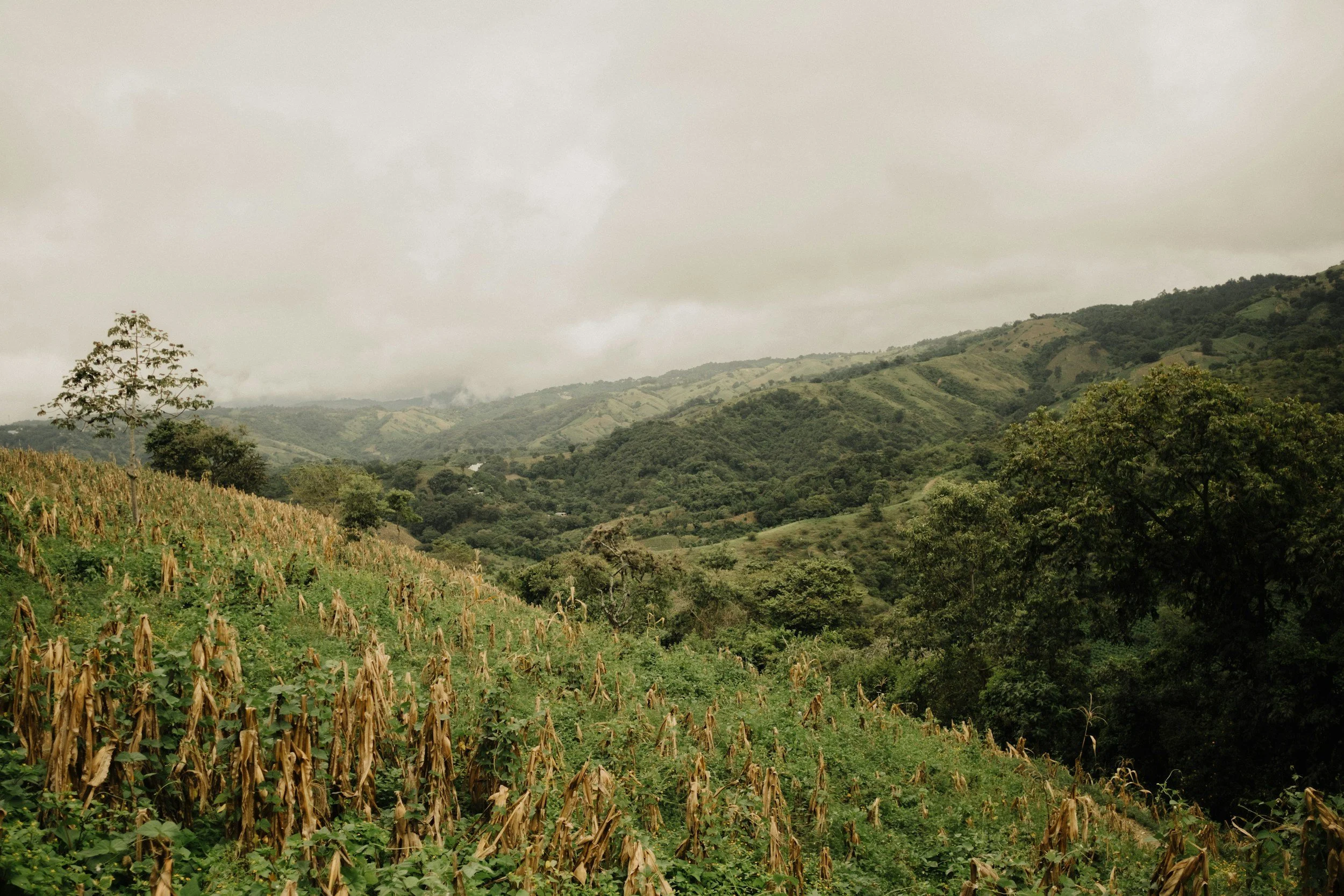 A landscape of rolling green hills with trees and dry farmland, under a cloudy sky.