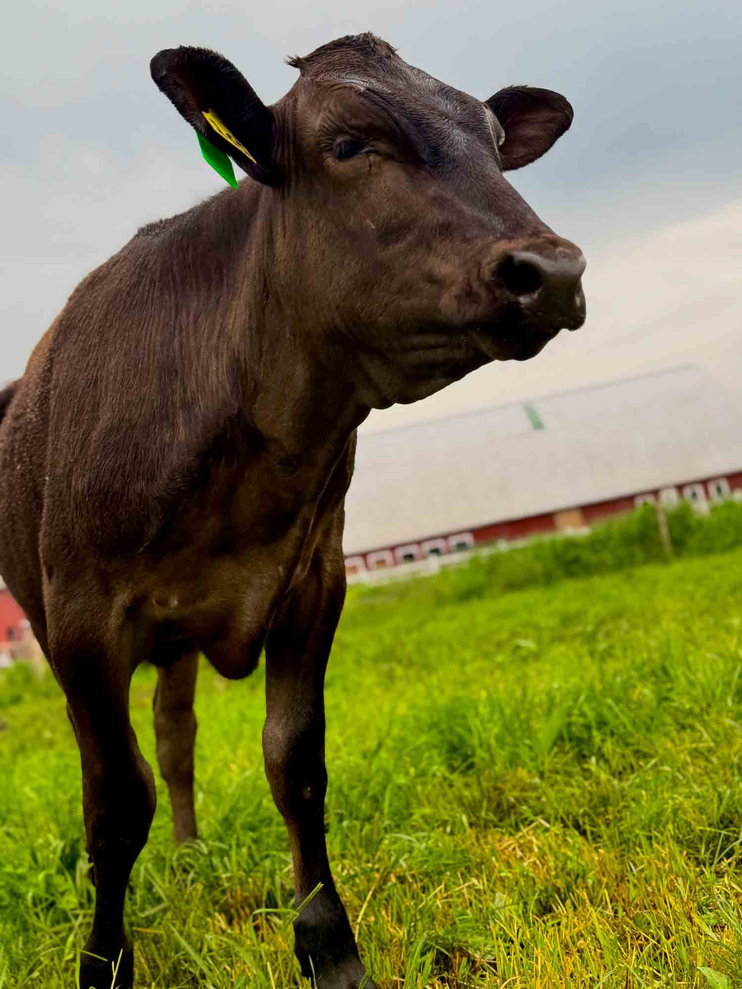 Close-up of a brown cow with green grass in a field.