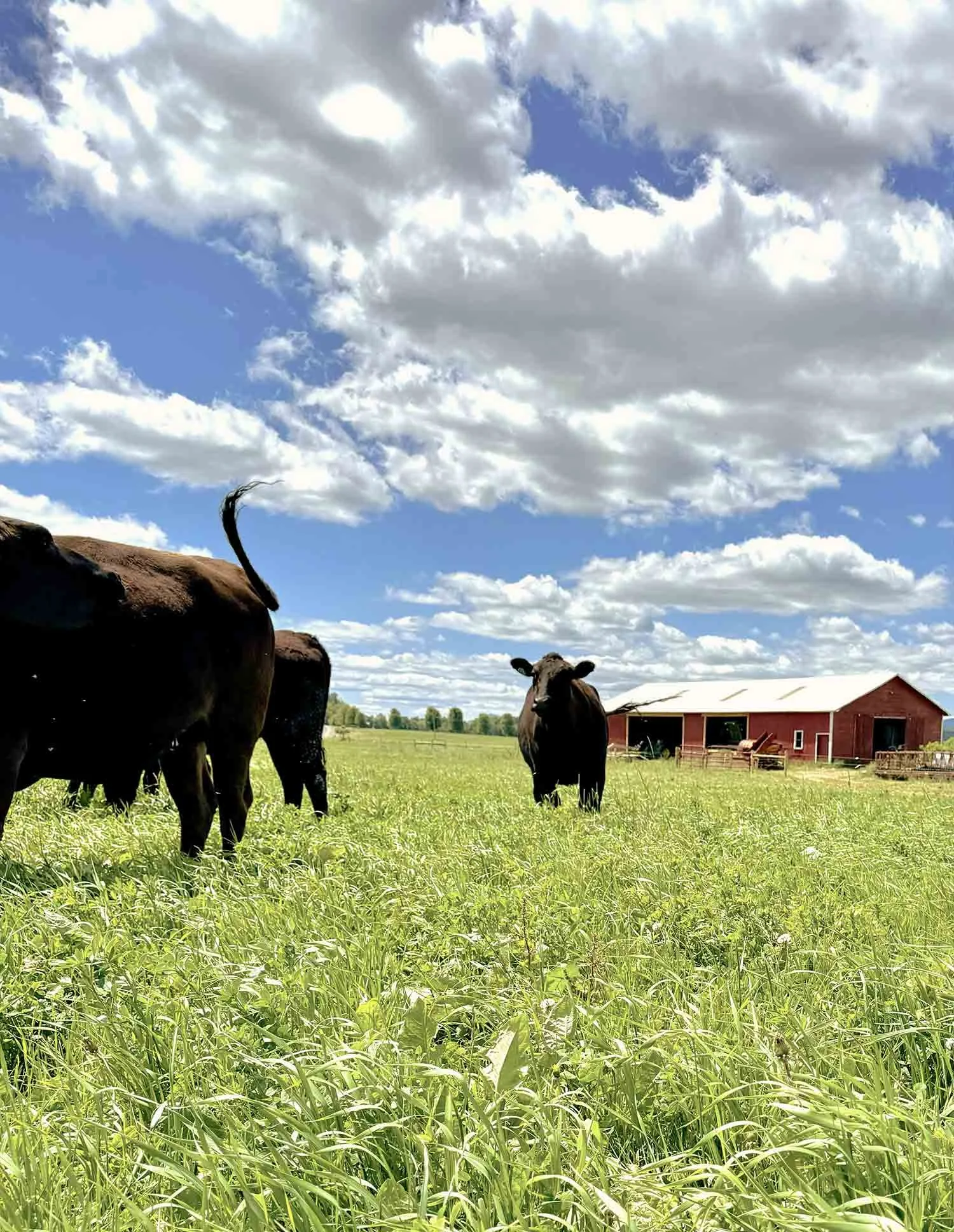 The History of Our Family Farm