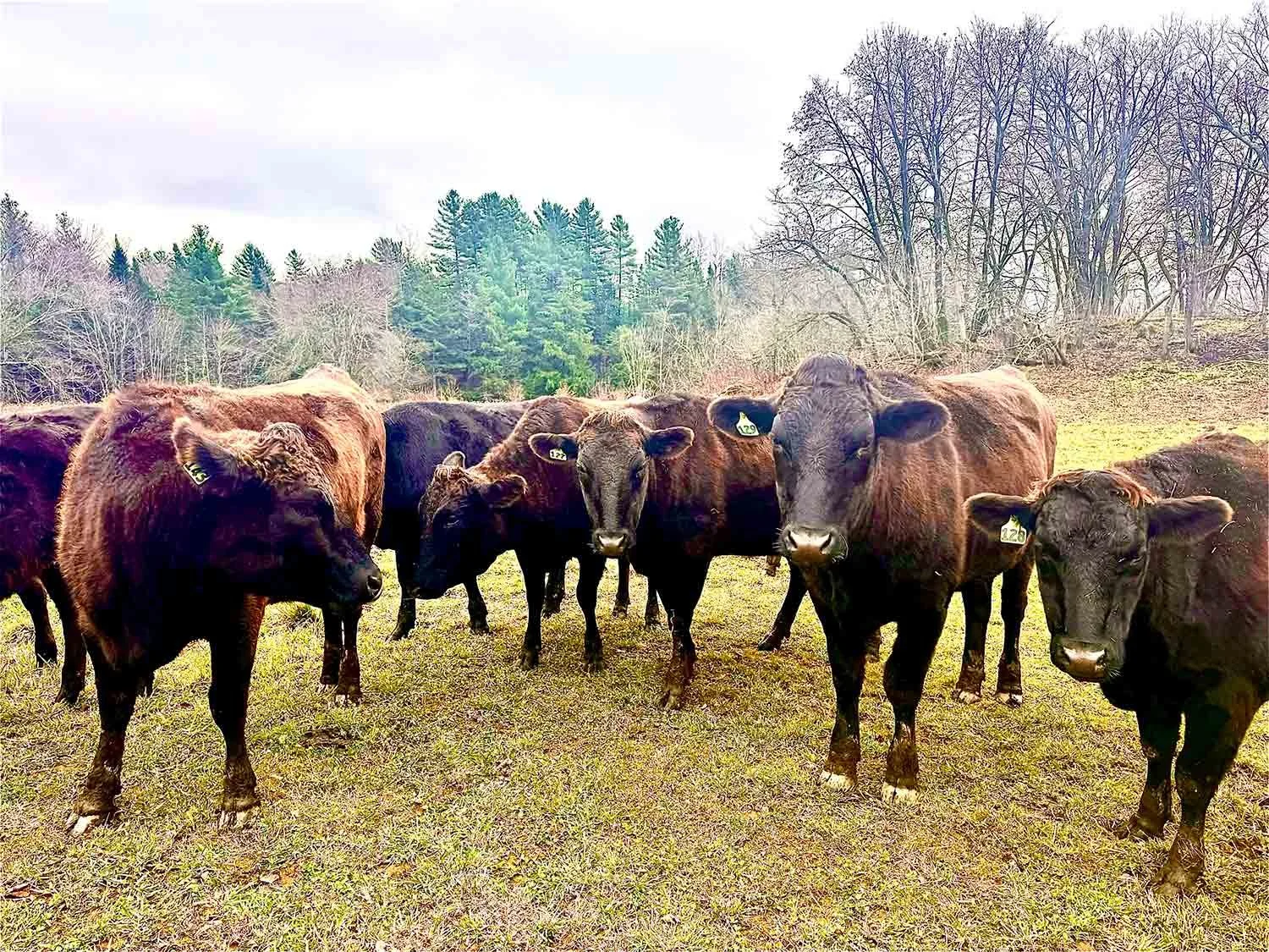 Group of black and brown cattle standing in a grassy field with trees in the background.