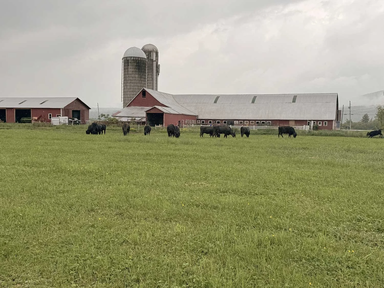 A farm with a large grassy field, grazing cattle, a red barn, farm buildings, silos, and farm equipment under a cloudy sky.