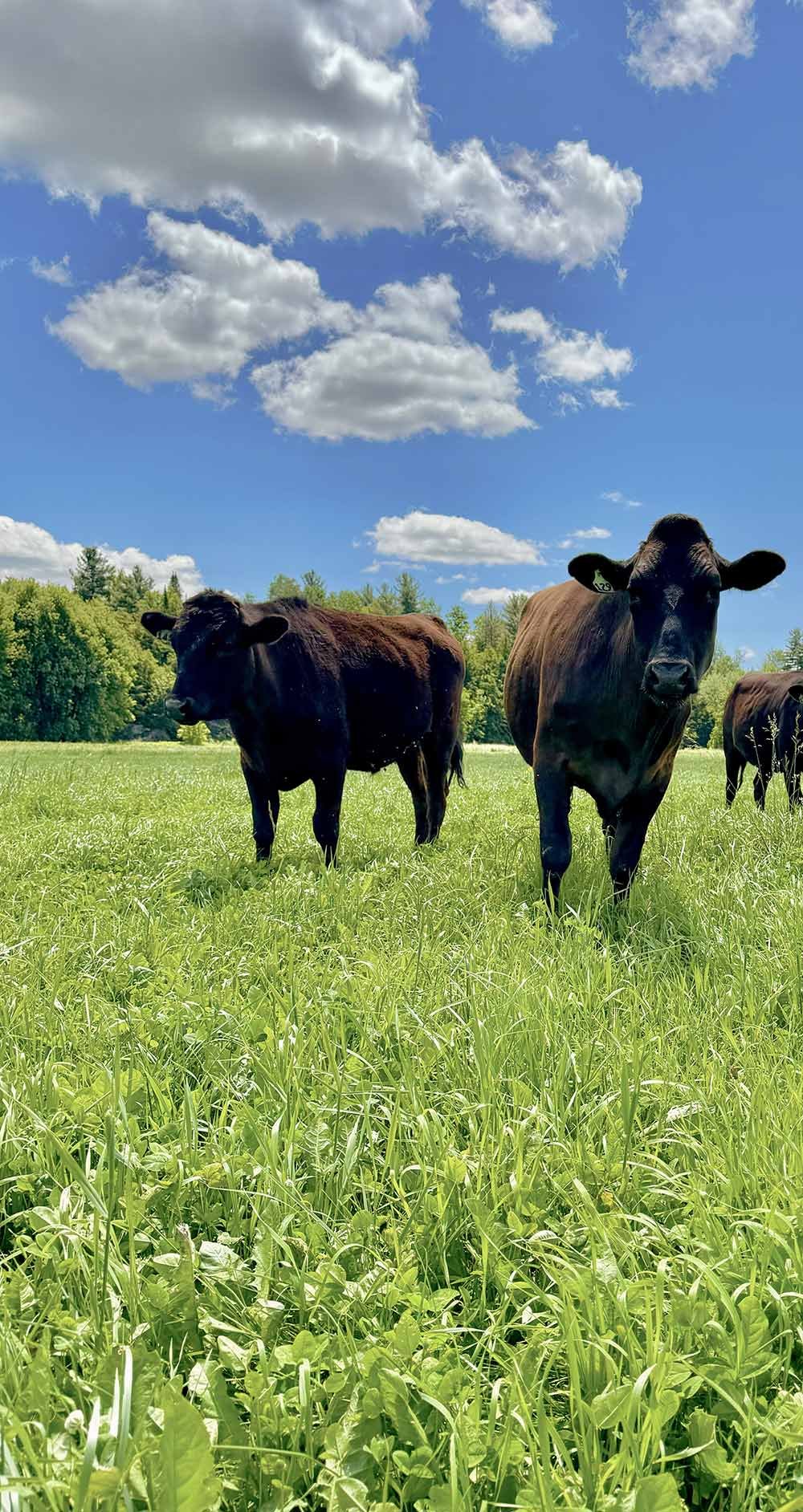 Three black cows grazing in a green pasture under a partly cloudy sky.