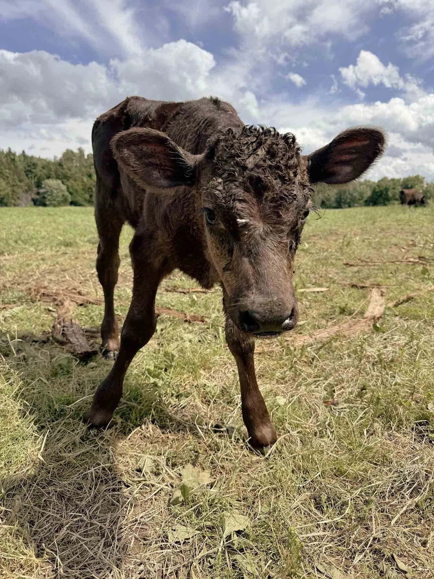 A tiny black calf standing in a grassy field under a partly cloudy sky.