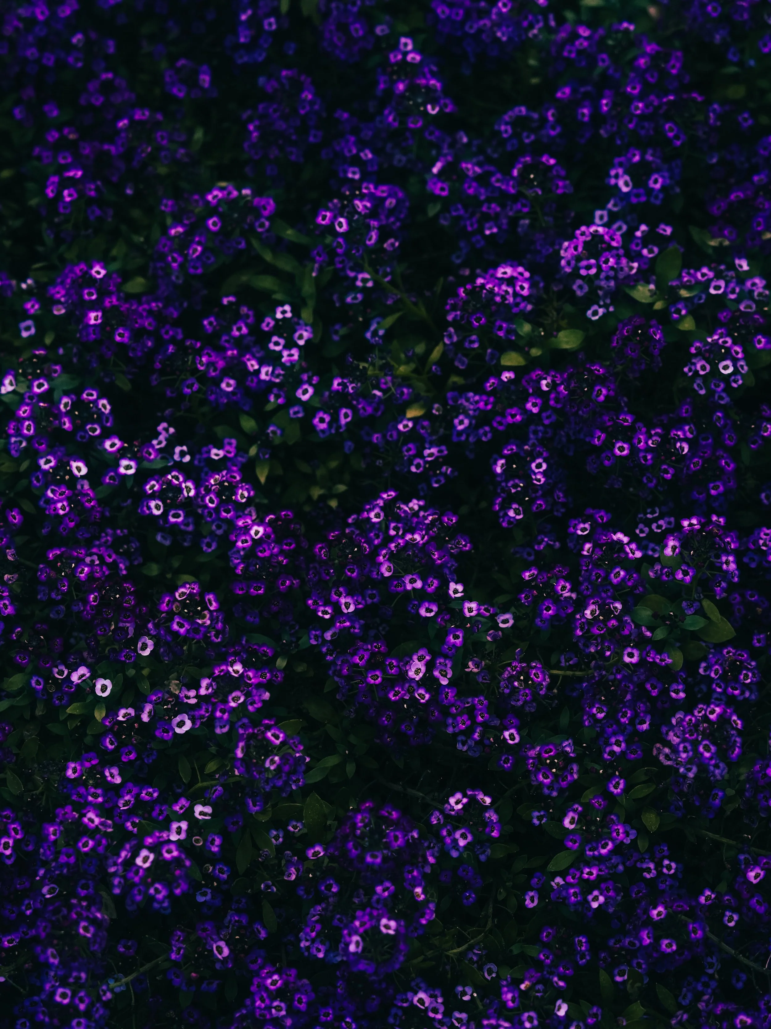 DSC09752.jpeg