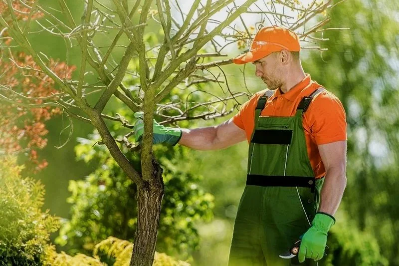 Tree trimming service in Barrie Ontario with arborist cutting branches safely