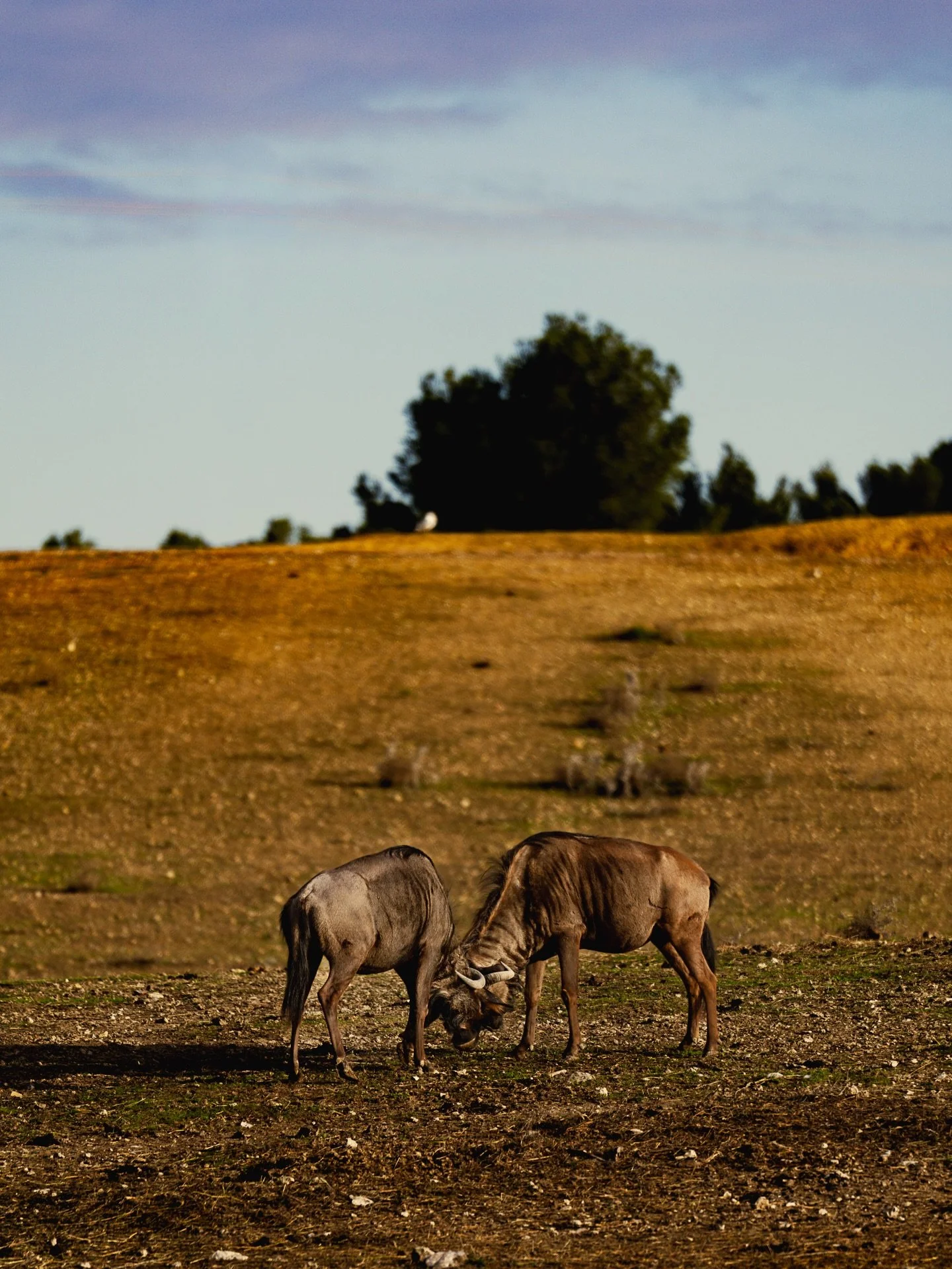 Le Roussillon j&rsquo;t&rsquo;ai Shazam 🌀
&bull;
&bull;
&bull;
&bull;
&bull;
&bull;
&bull;
&bull;
&bull;
&bull;
&bull;
&bull;
&bull;
&bull;
&bull;
&bull;
&bull;
📍Cadaqu&eacute;s 
📍Collioure 
📍Barcelona
#photography #wildlifephoto #collioure #sony
