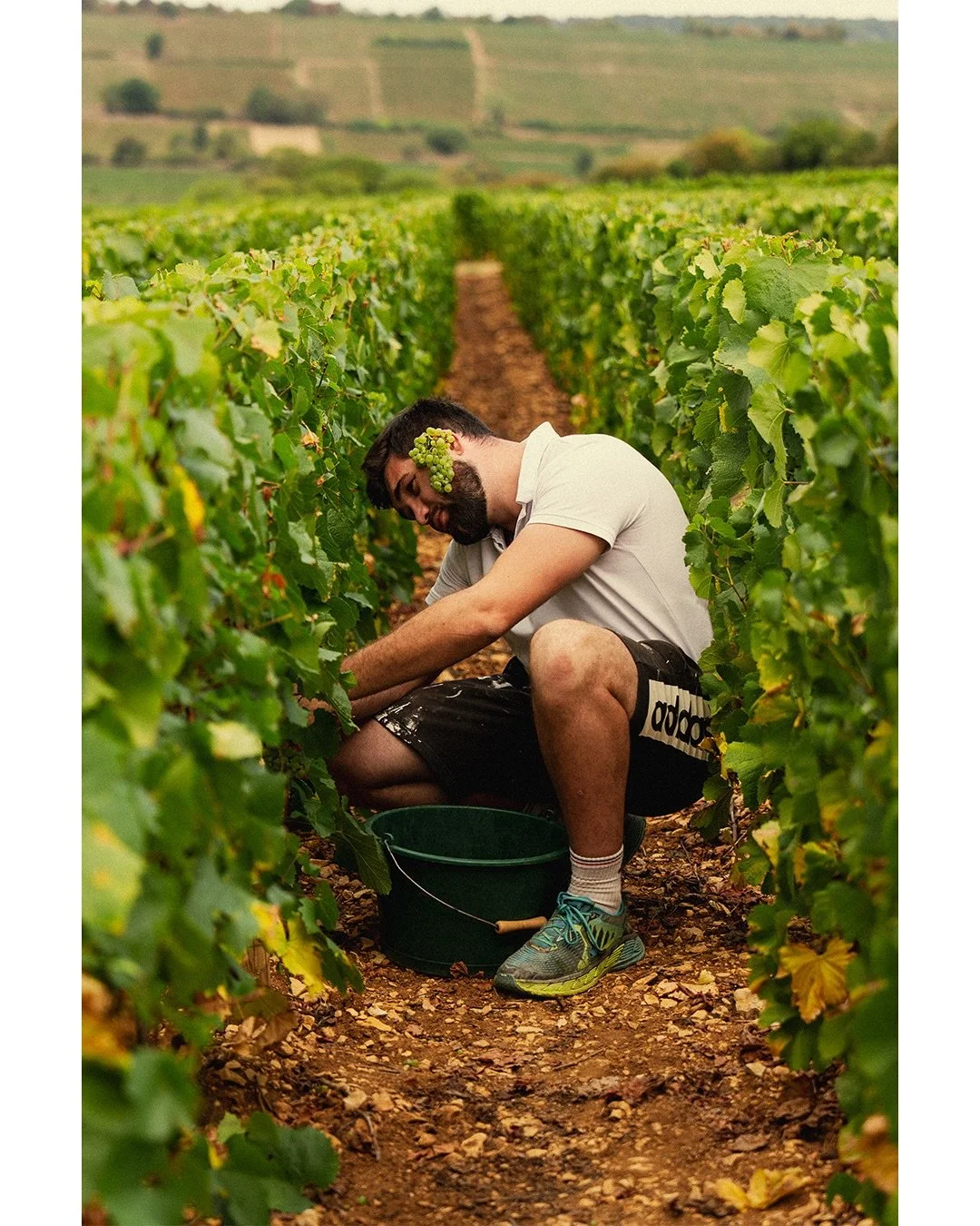 All&ocirc; oui ? Ici les B&acirc;tard-Montrachet, je vous confirme que les meilleures vendanges, c&rsquo;est toujours en famille...
@domainemichelniellon 

Bonne cueillette 2025 &agrave; tous ! 
Que ce mill&eacute;sime soit g&eacute;n&eacute;reux.
&b