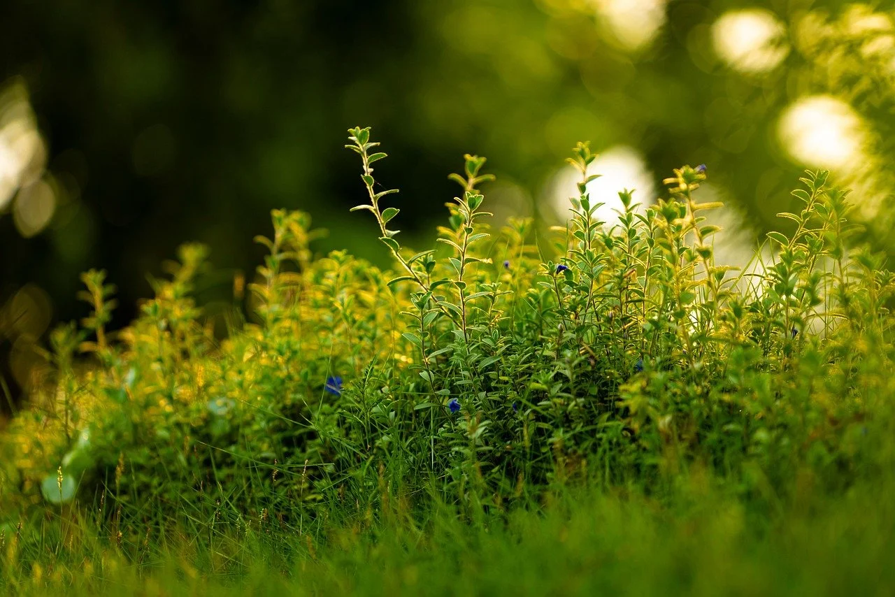 Close-up of green plants with small leaves and tiny blue flowers, illuminated by warm sunlight, with a blurred green background.