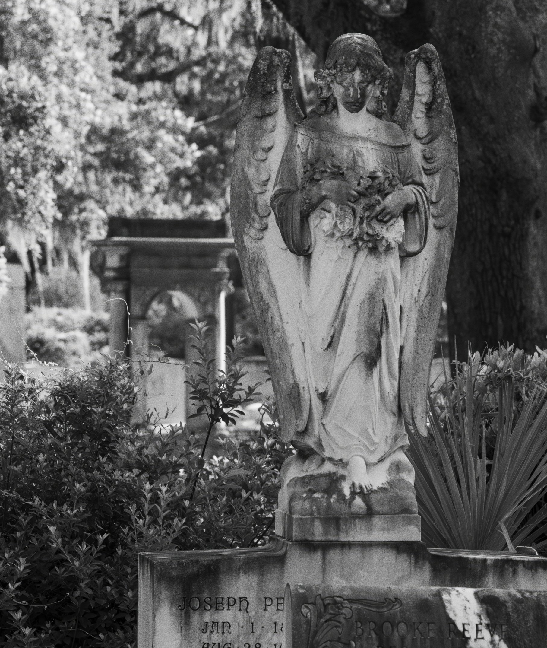 A stone angel statue holding a bouquet of flowers located in a cemetery, surrounded by trees and shrubbery.