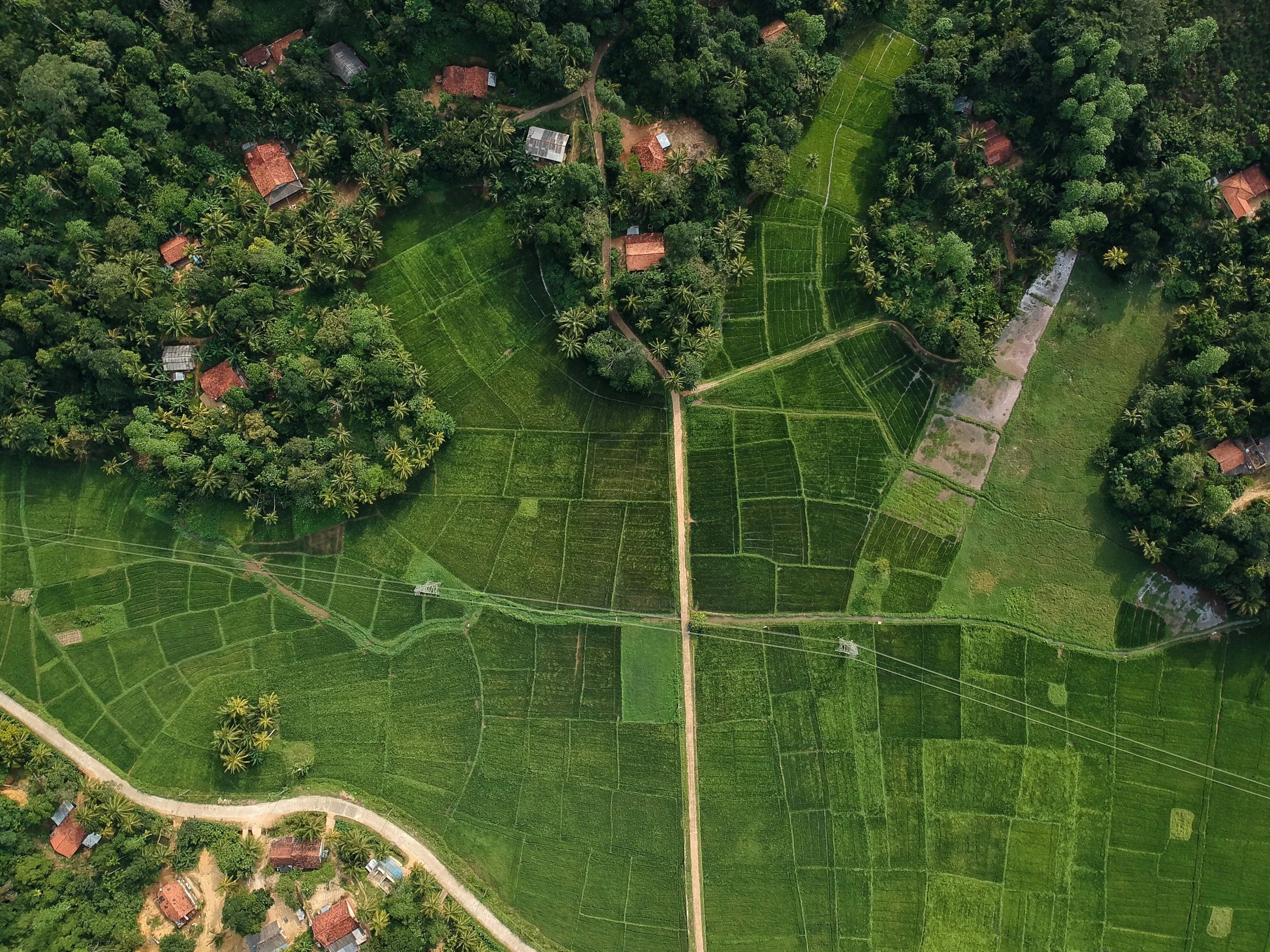 An aerial view of lush green rice fields divided into geometric plots, with small houses and dense trees surrounding the fields, and a dirt road cutting through the landscape.