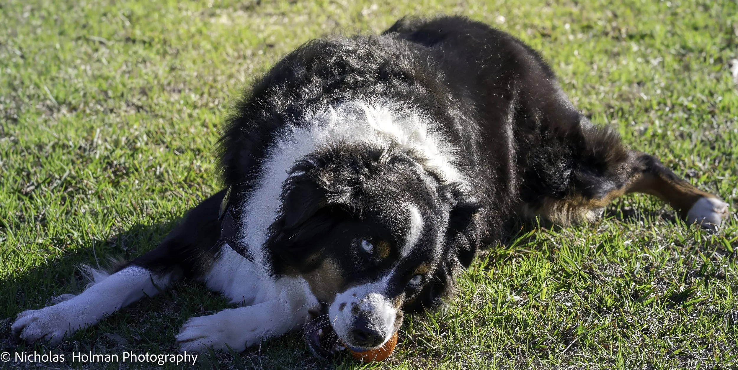 A black, white, and brown Australian Shepherd dog with piercing blue eyes playing on the grass with an orange ball.