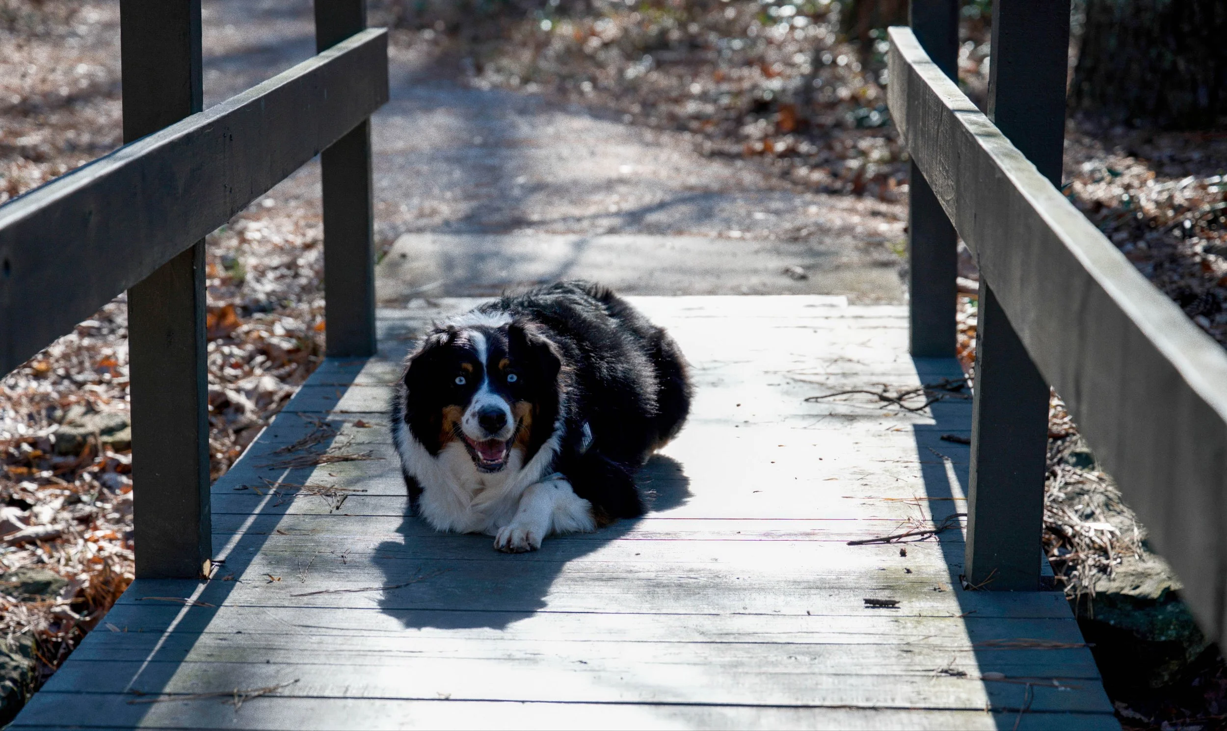 Australian Shepherd dog lying on a small wooden bridge outdoors in sunlight.