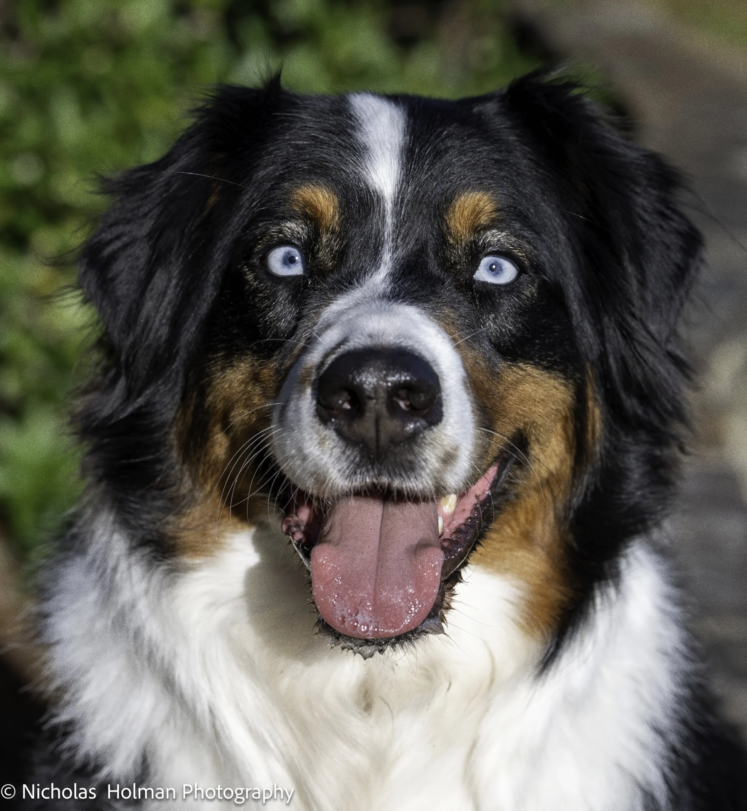 Close-up of an Australian Shepherd dog with bright blue eyes, black, white, and tan fur, panting with tongue out, outdoors.