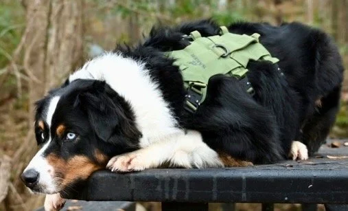 Young Australian Shepherd dog lying on a table outdoors, wearing a green harness, with a forest background.