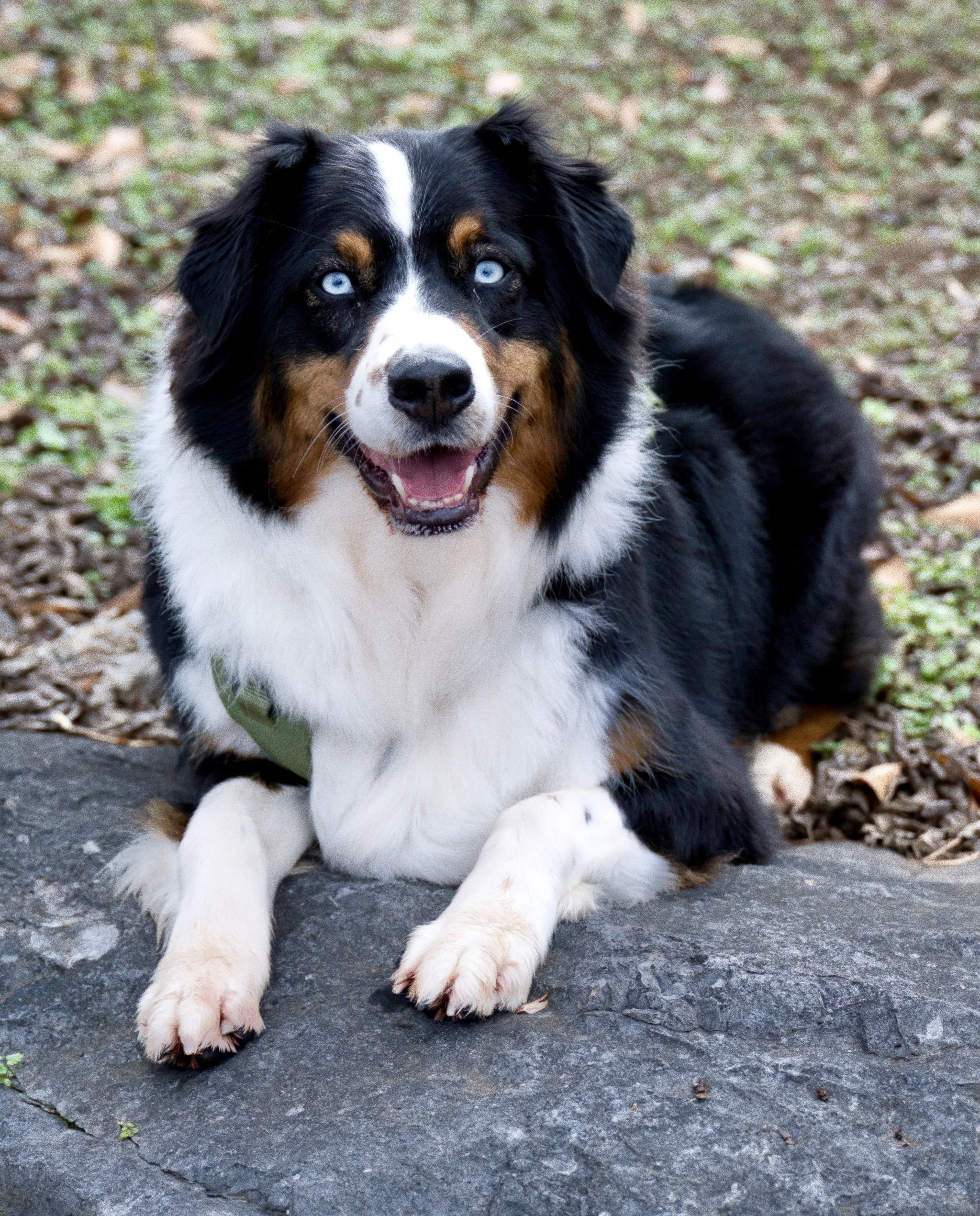 A smiling Australian Shepherd dog with blue eyes and a tri-color coat, lying on a rock outdoors.