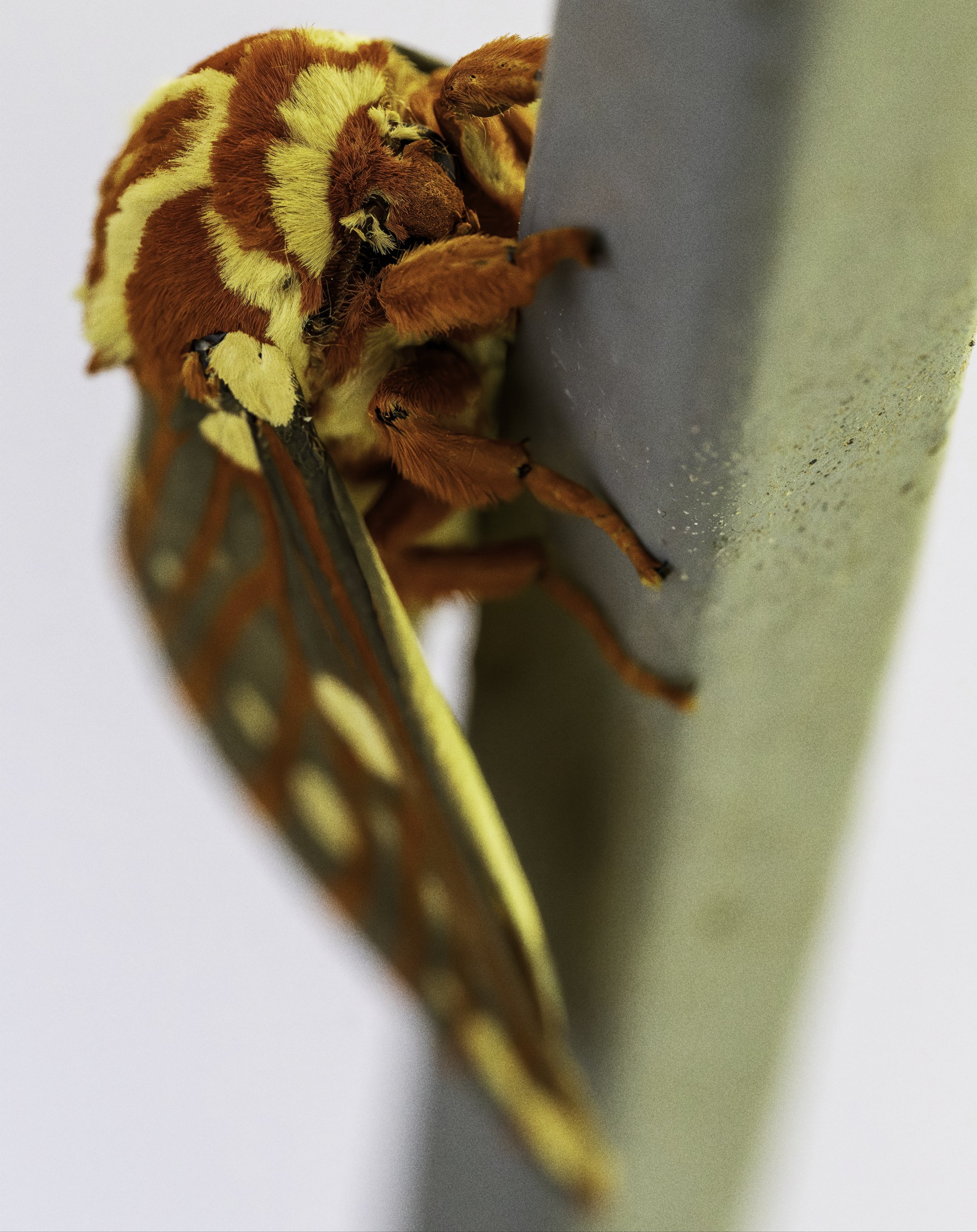 A close-up image of an orange and yellow moth resting on a surface, partially visible in the frame.