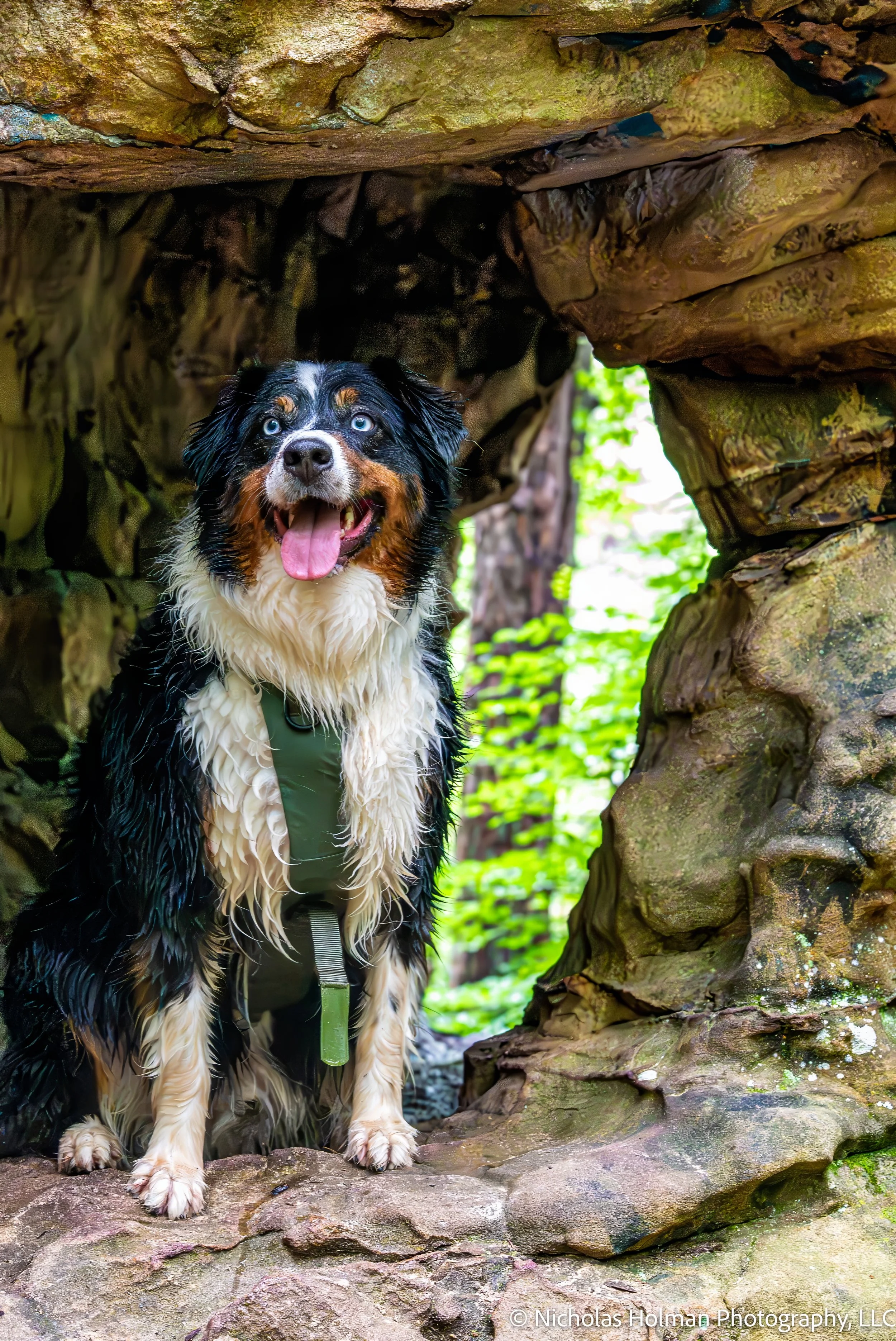 A black, white, and brown dog with piercing blue eyes sitting inside a rock formation or cave with moss-covered rocks surrounding it and sunlight filtering through trees in the background.