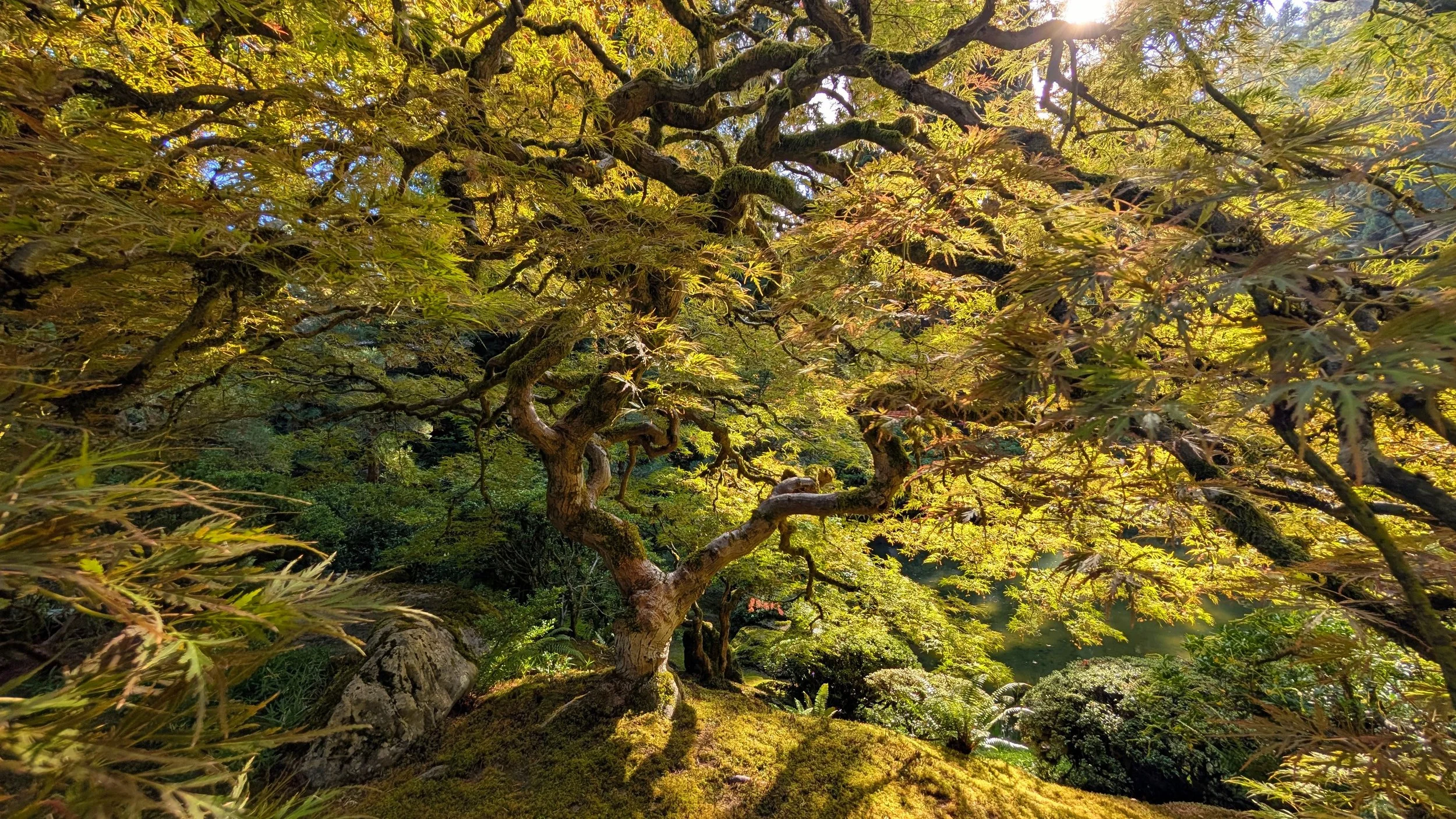 Sunlight filters through the canopy of a Japanese maple in a lush garden or forest setting.