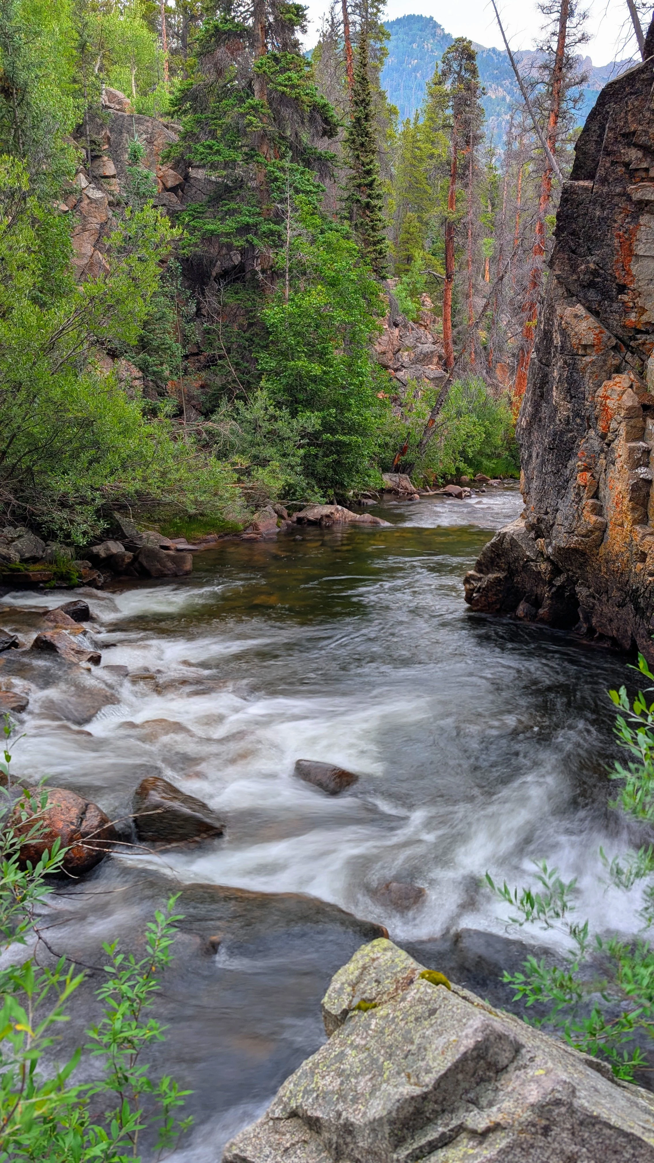 A river flowing through a dense forest with tall trees and rocky cliffs, with mountain peaks visible in the background.